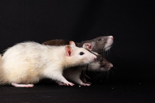 a couple of ferrets standing next to each other