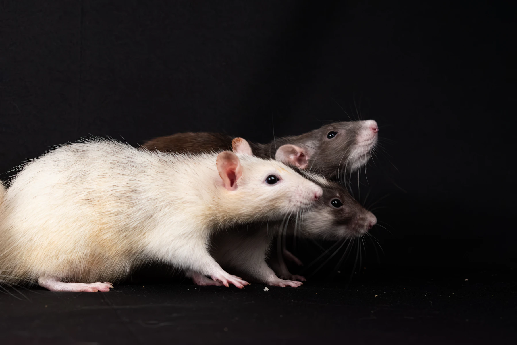 Three pet rats crowding together, noses out, against a black backdrop