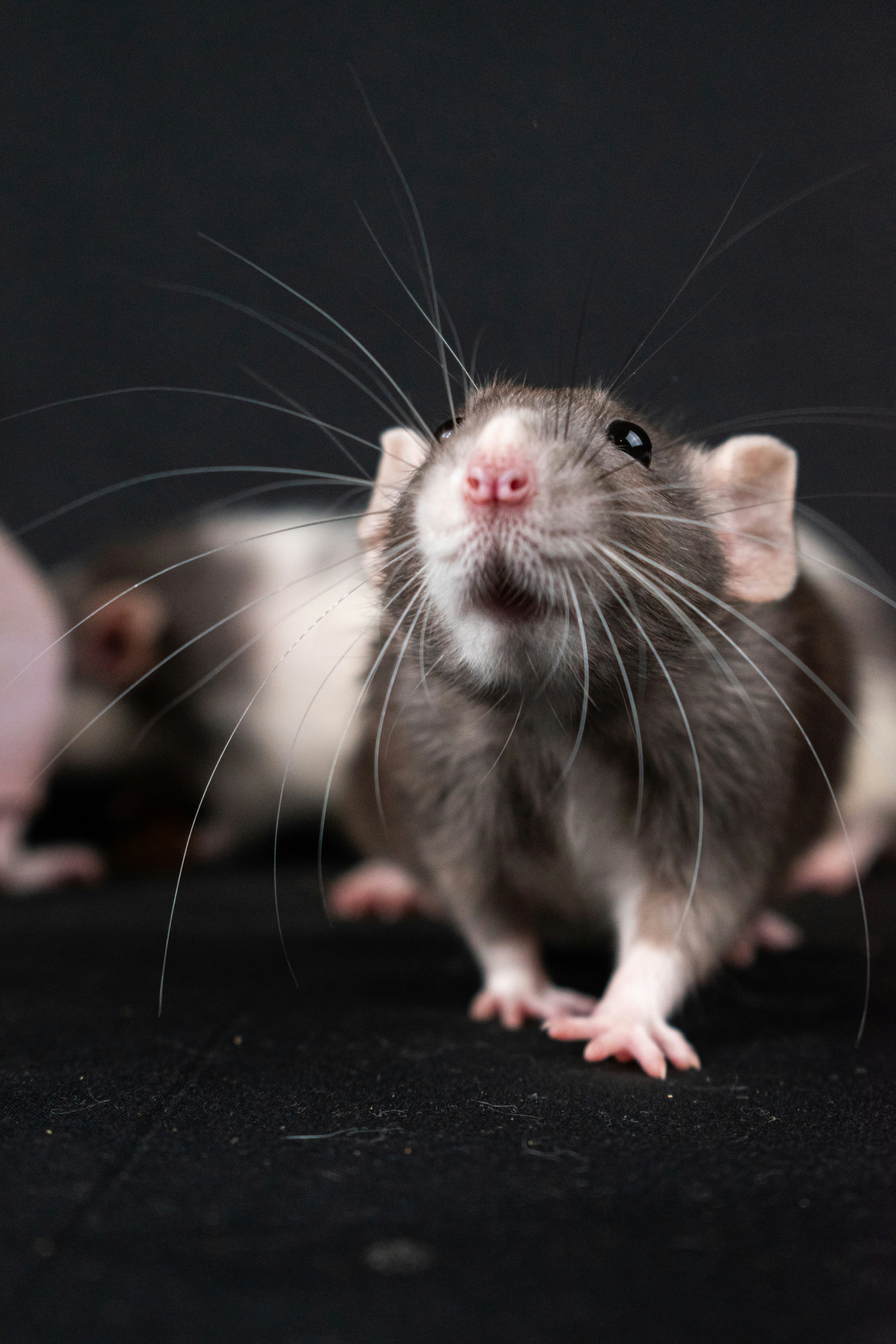 Rat & Mice Control