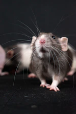 a couple of mice sitting next to each other