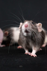 a couple of mice sitting next to each other