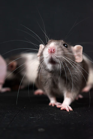 rato cozinha