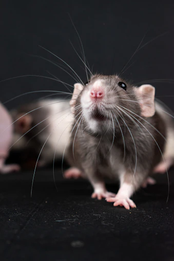 a couple of mice sitting next to each other