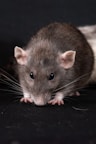 a close up of a rat on a black surface