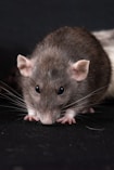 a close up of a rat on a black surface