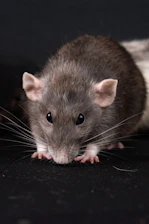 a close up of a rat on a black surface