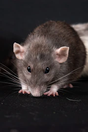 a close up of a rat on a black surface