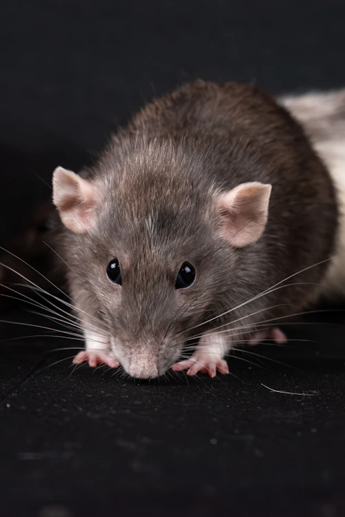 Feeder rats