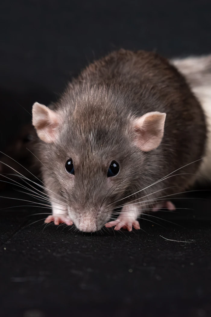 A healthy pet rat