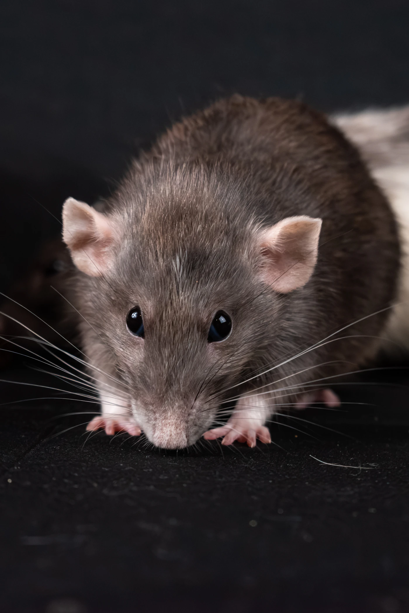 Rat gris, nuisible traité par P&P 3D Solutions