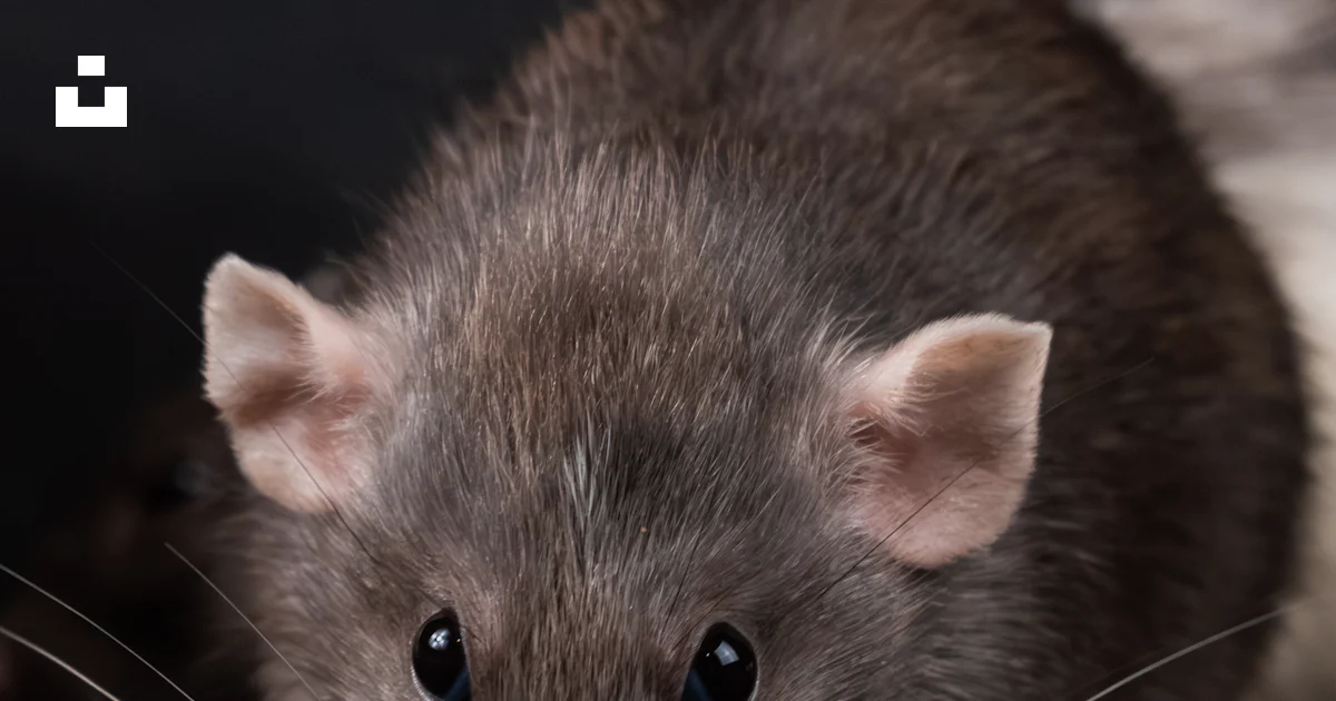 Rat Back View A close up of a rat on a black surface photo – Free Portrait Image on ...