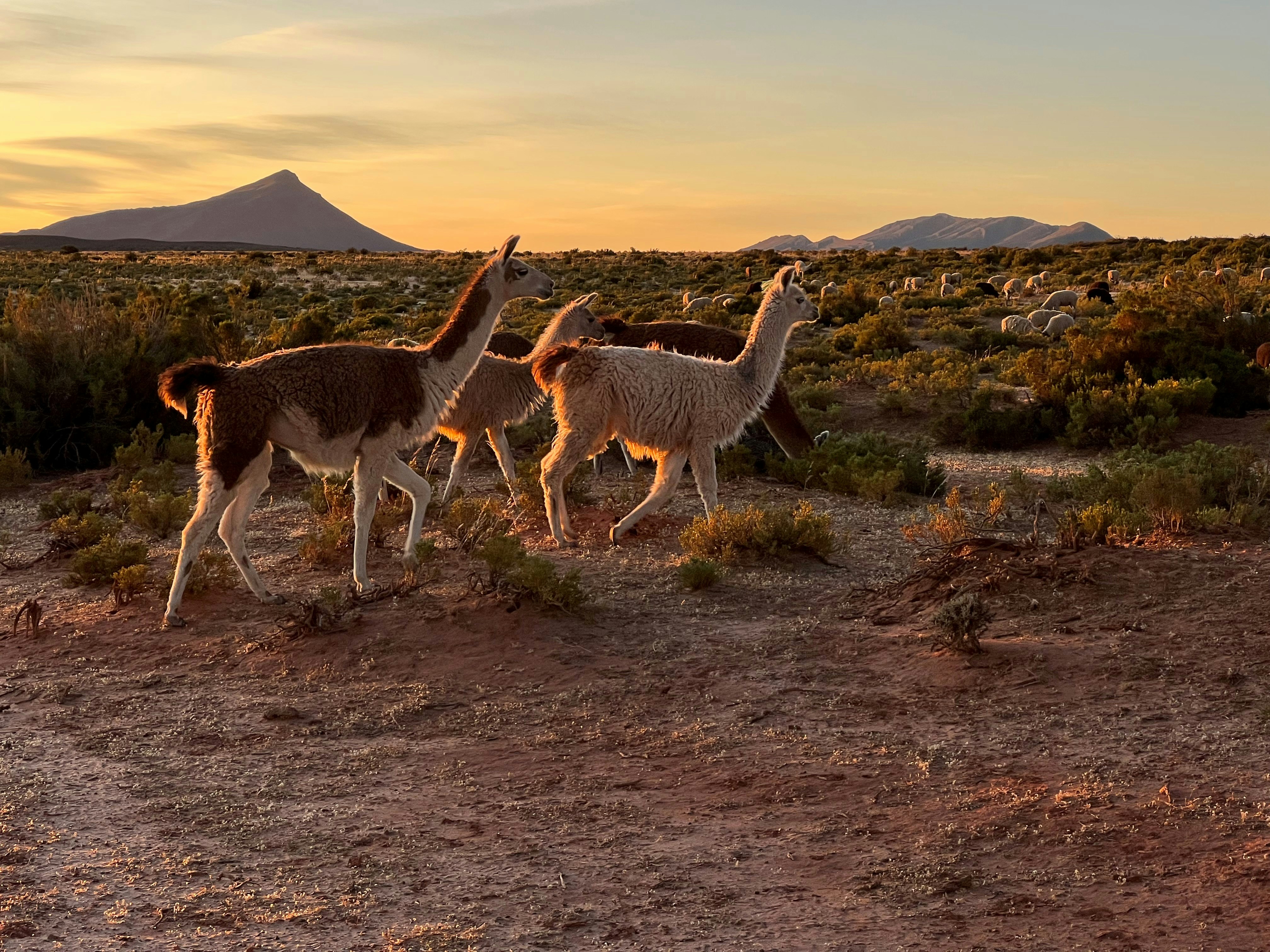a group of llamas walking in the desert at sunset