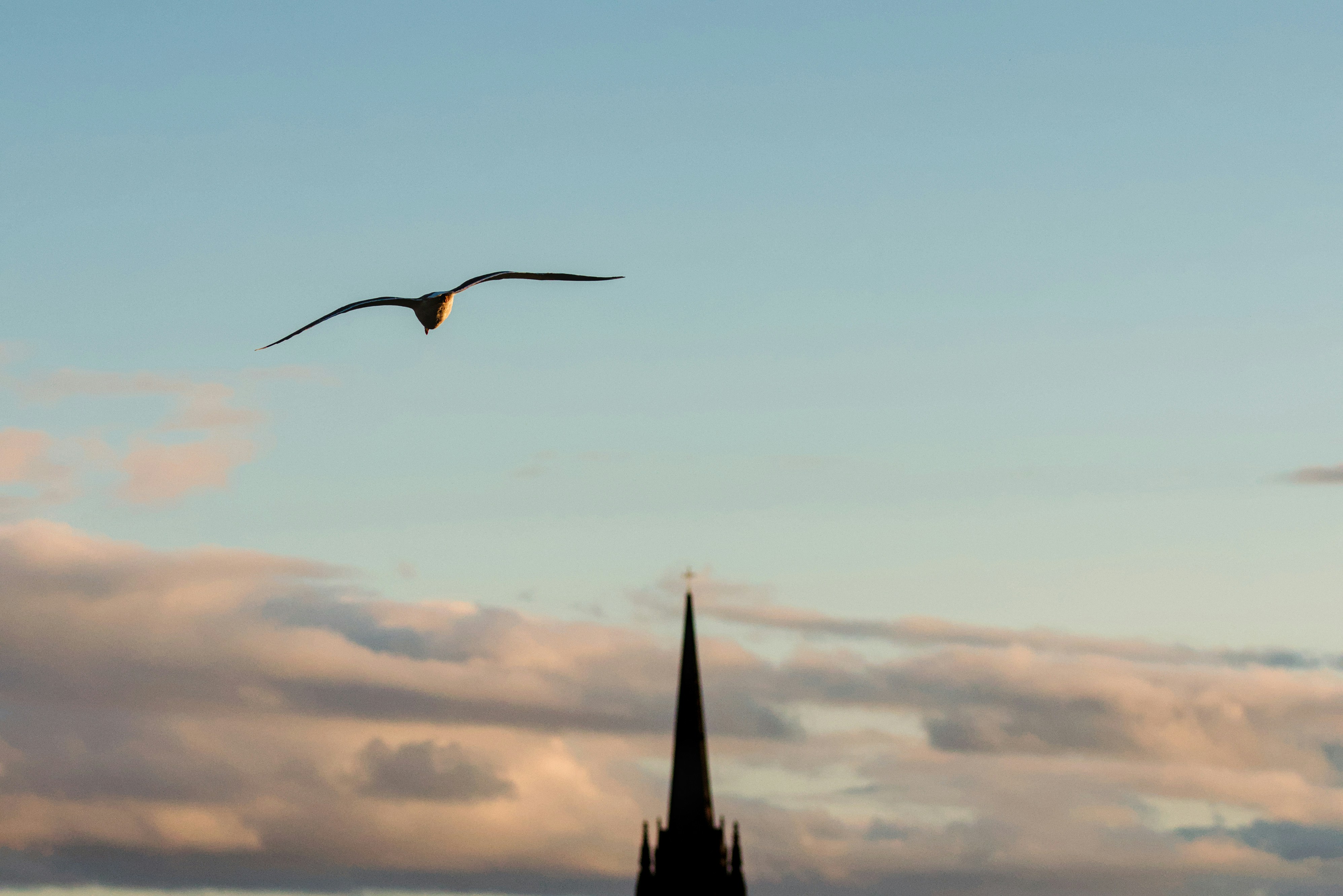 A bird is flying over a church steeple