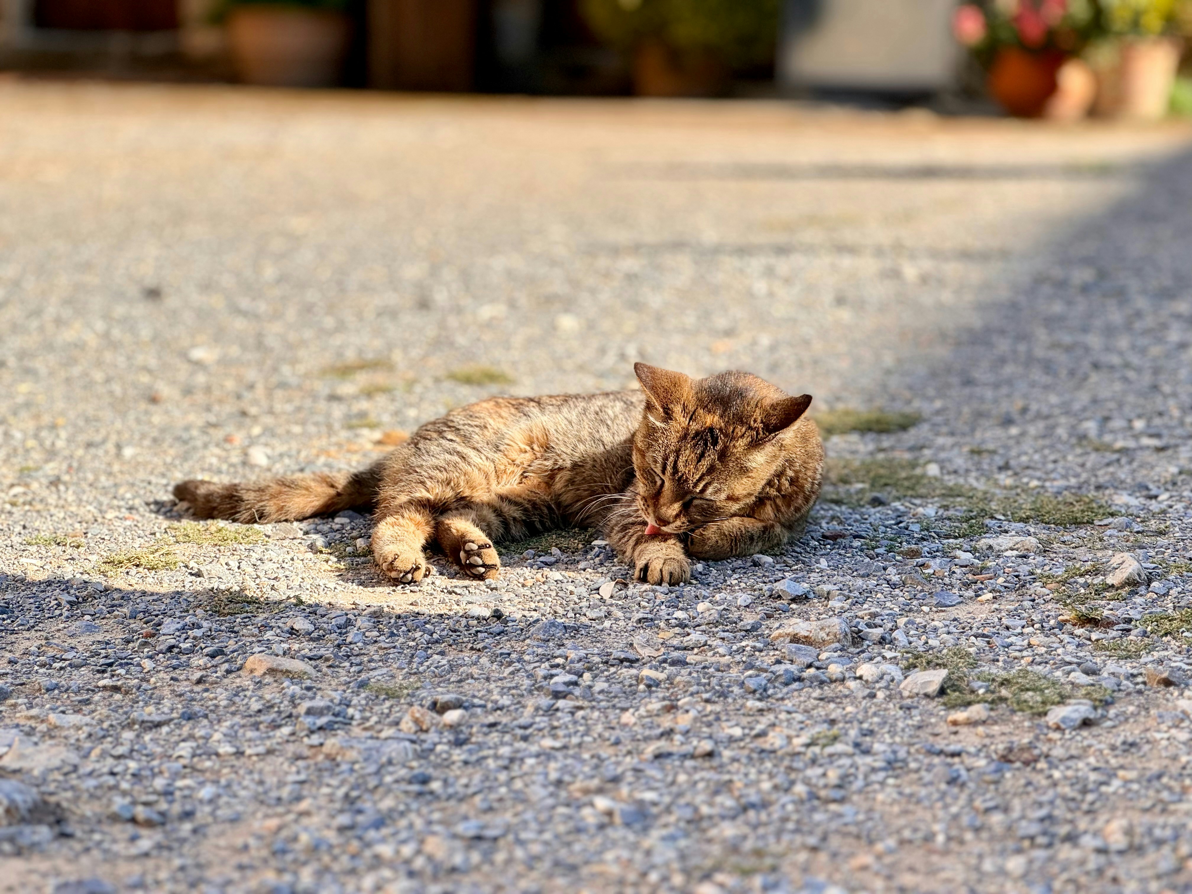 A cat laying on the ground in the middle of the road