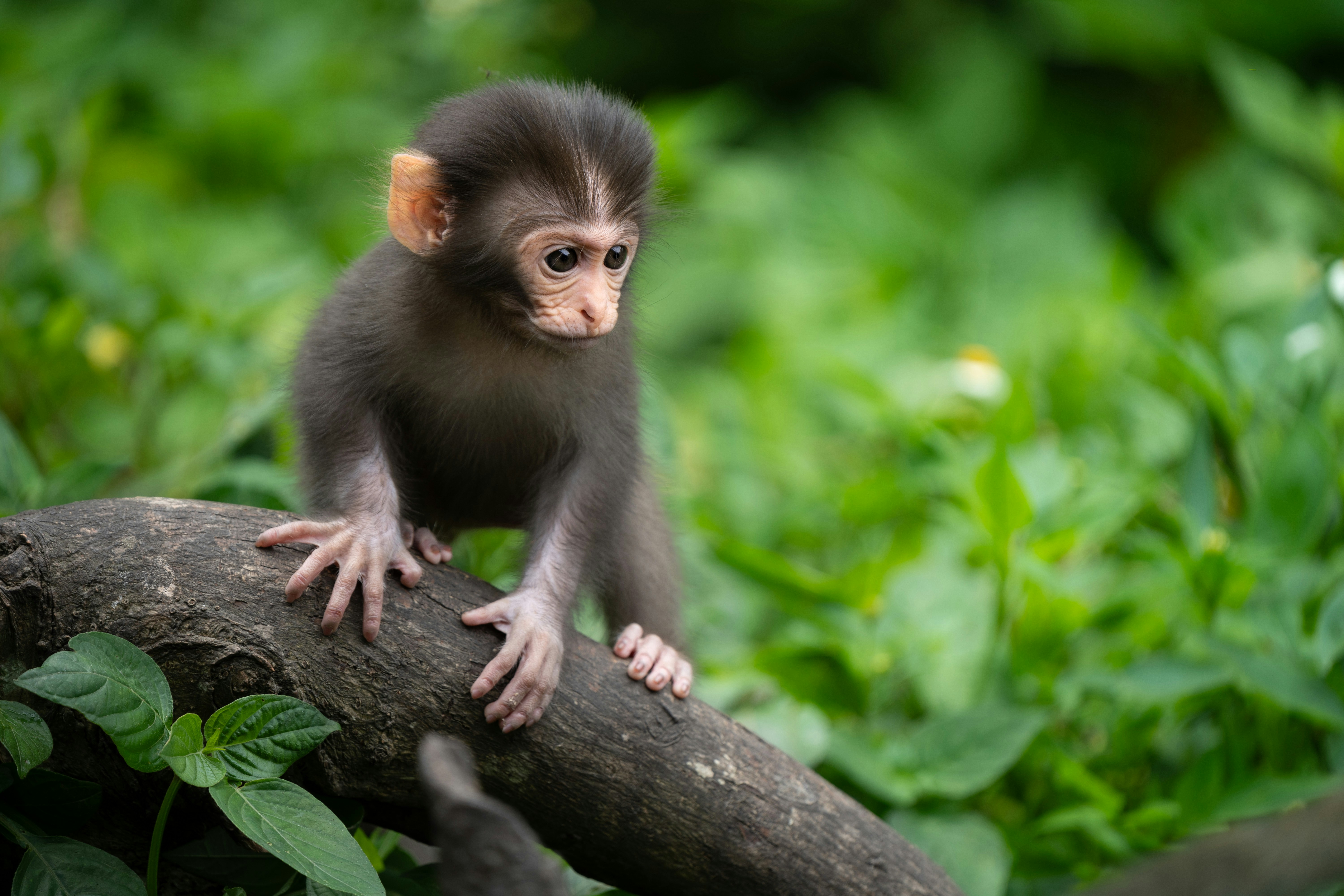 a small monkey sitting on top of a tree branch