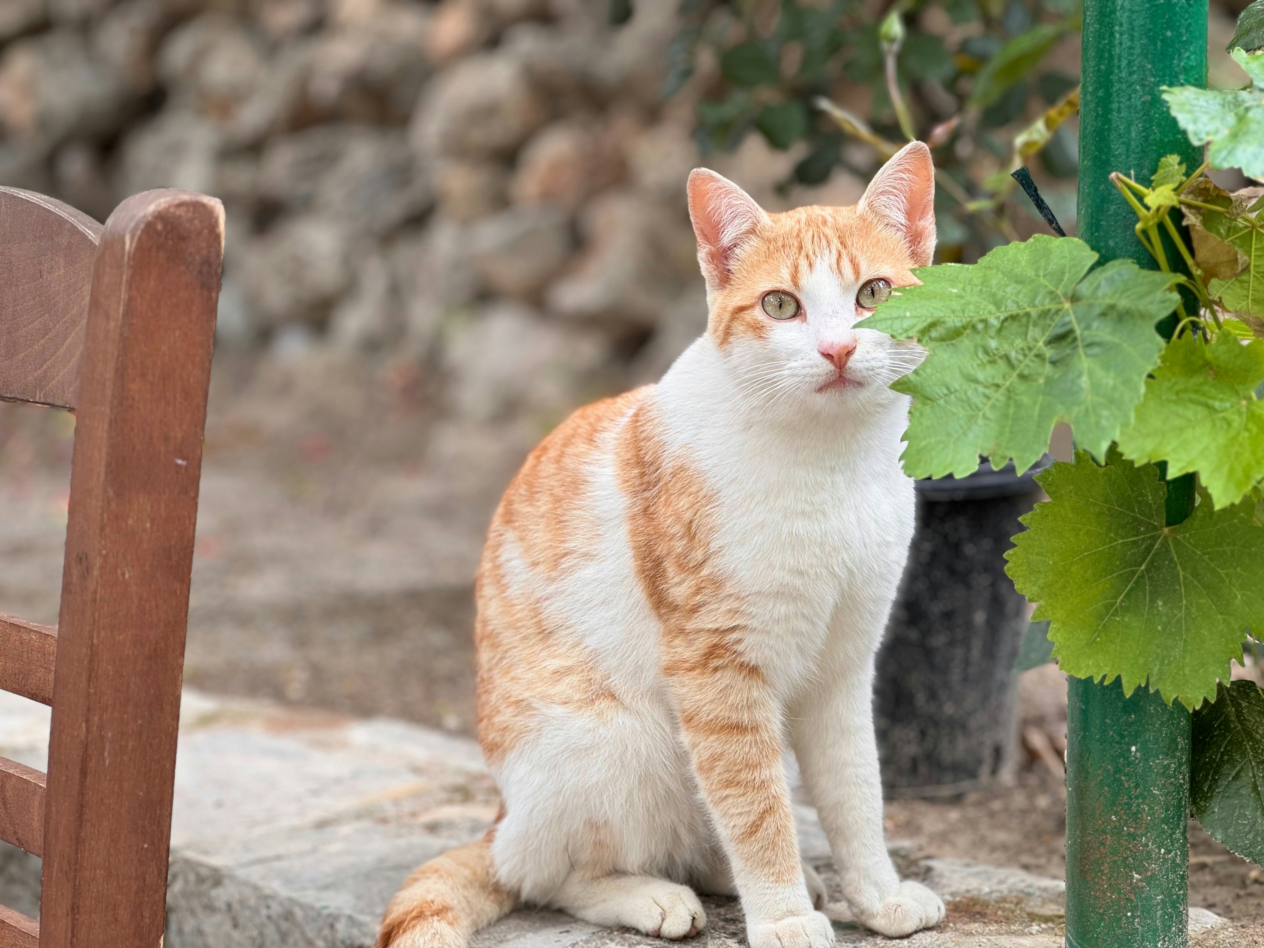 An orange and white cat sitting on top of a wooden bench