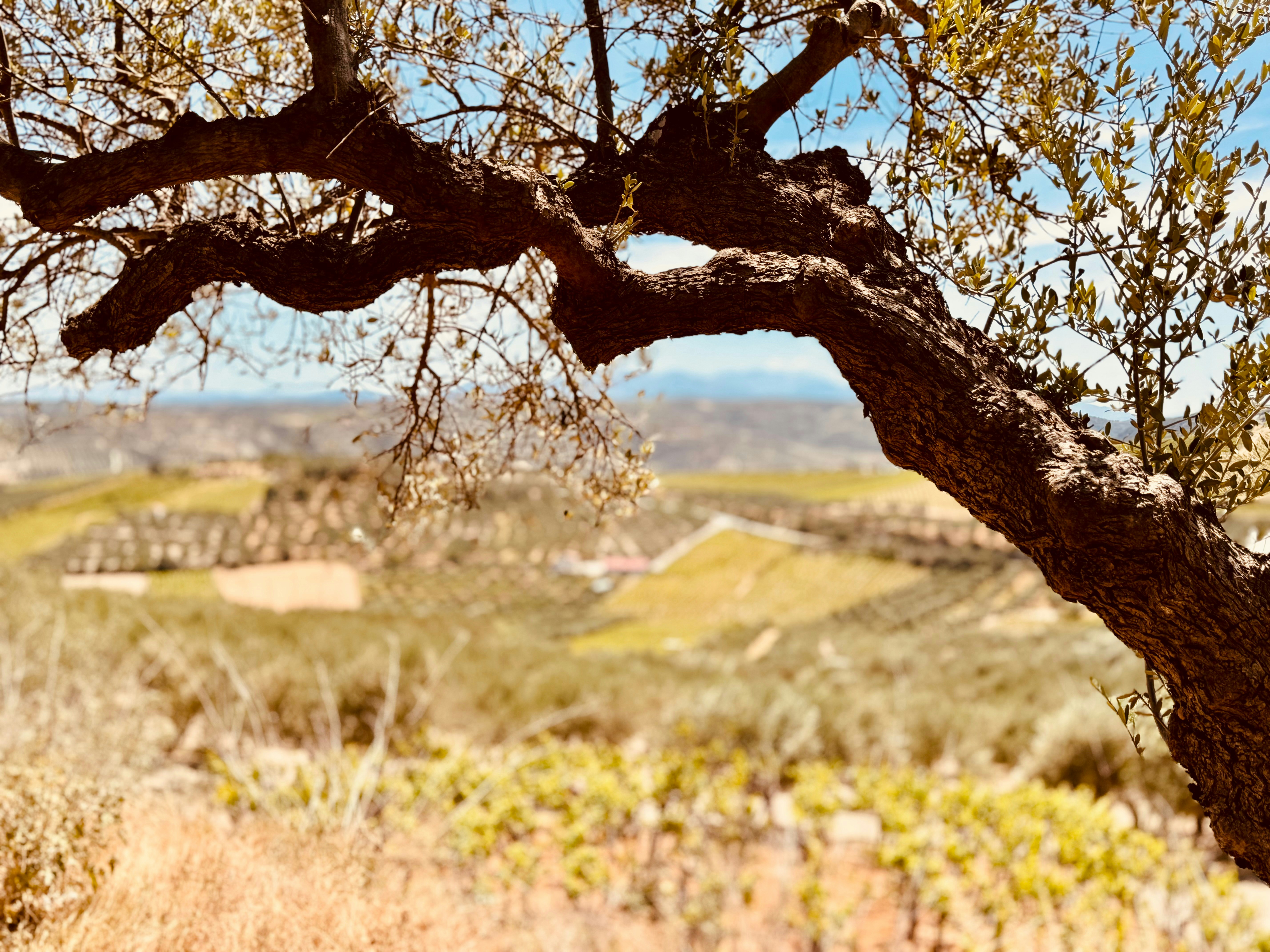 A view of a tree in the middle of a field