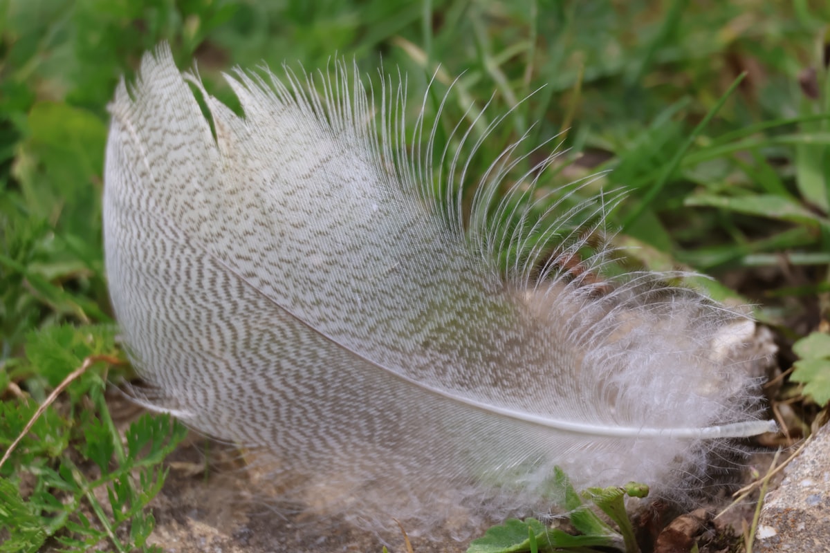 Що означає знайти пір'їну на вулиці: прикмети різних птахів