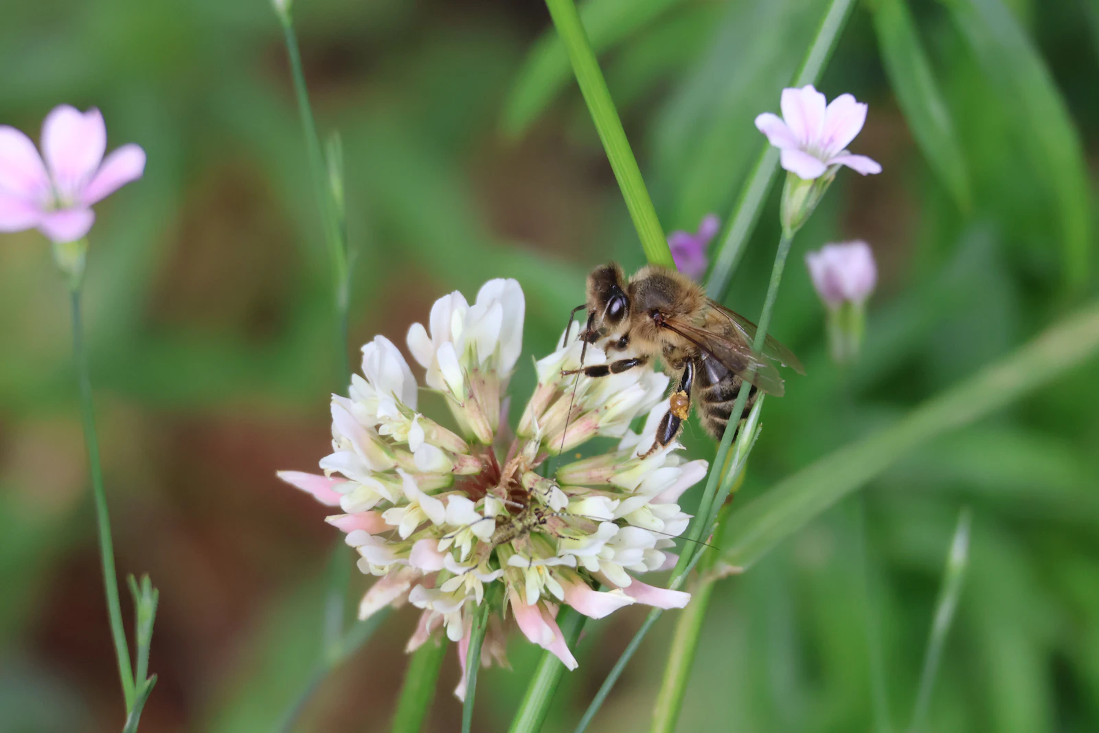 Abeille butinant une fleur