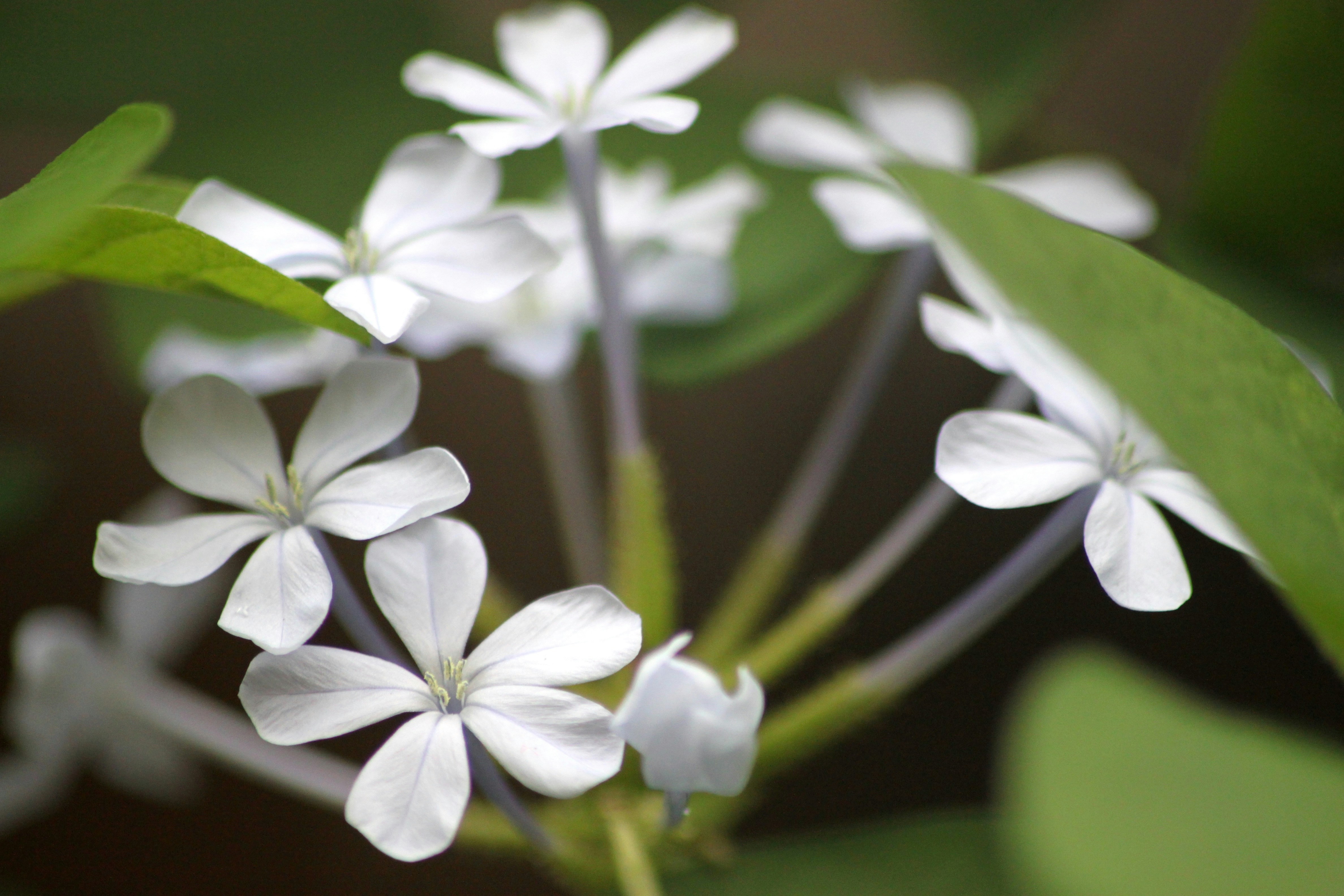 Photo by rahul_saraf