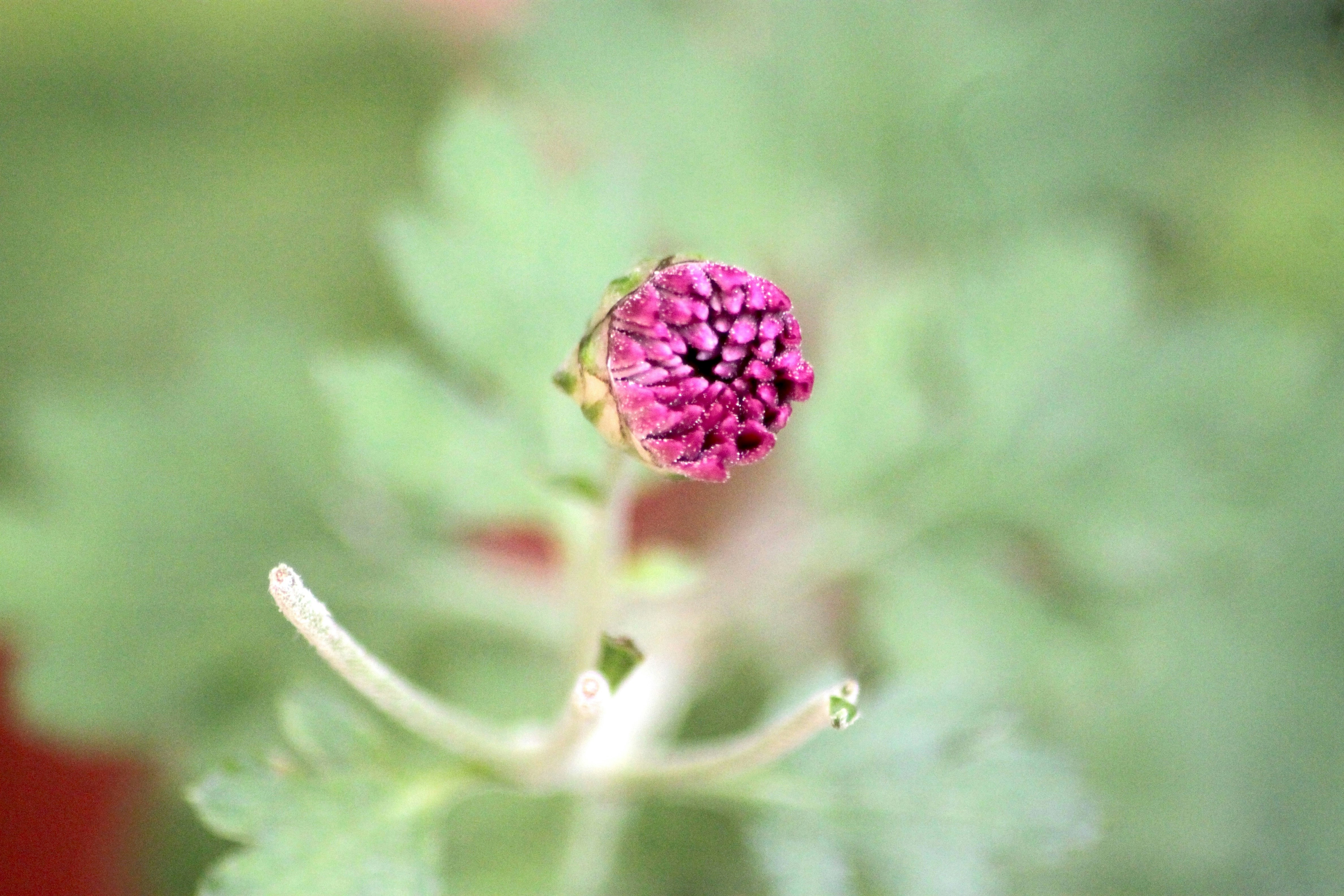 Photo by rahul_saraf