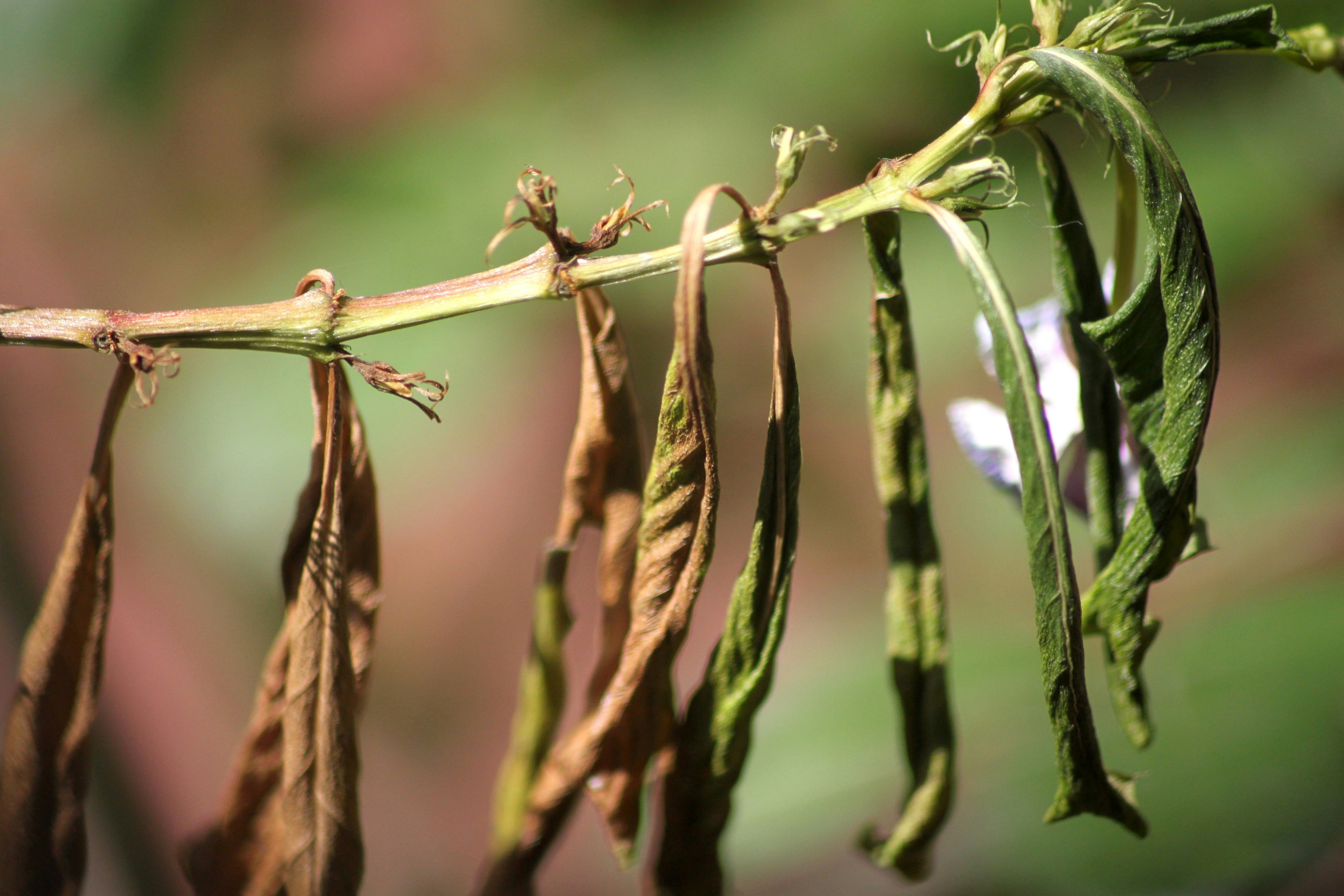 A close up of a branch of a plant