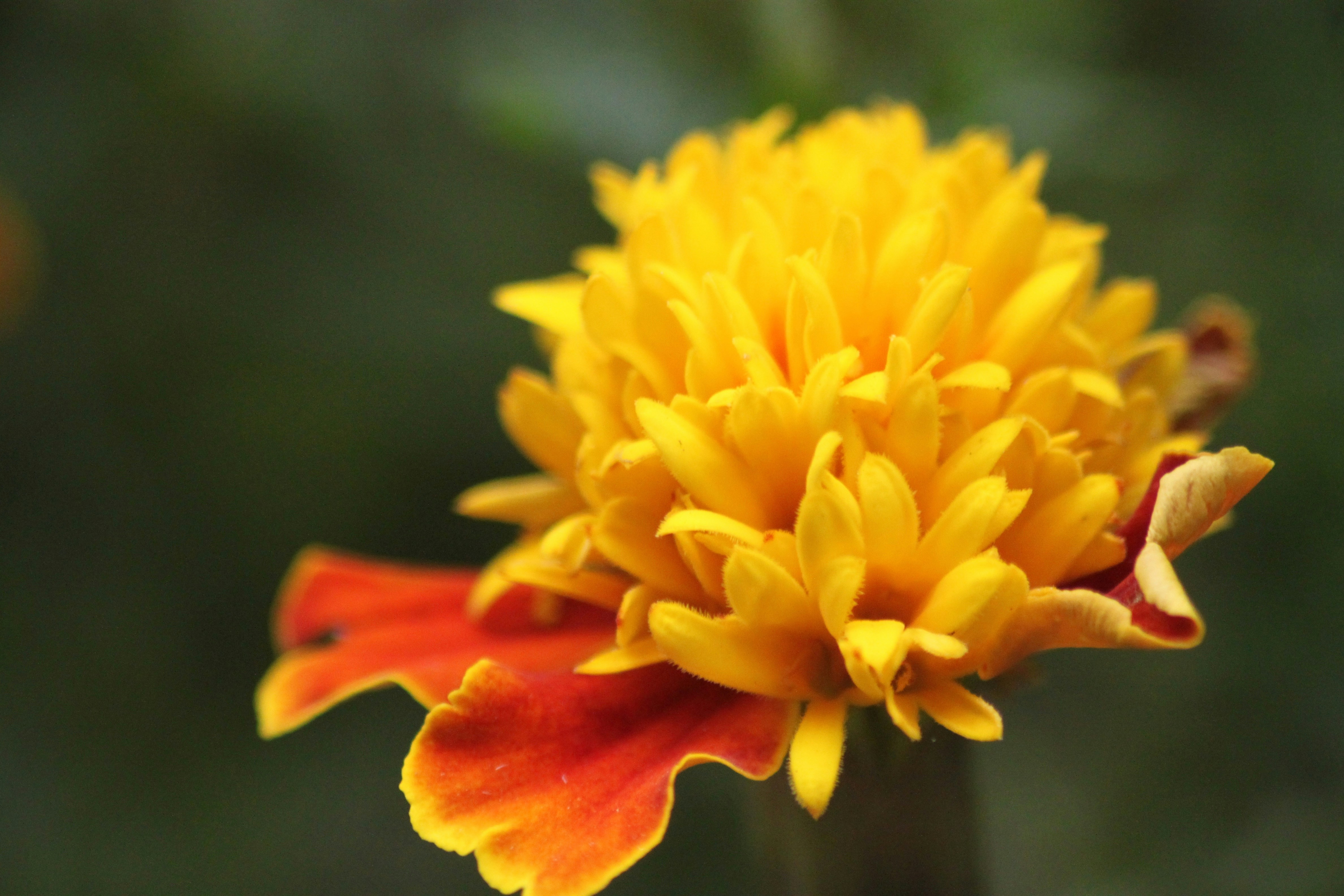 Photo by rahul_saraf