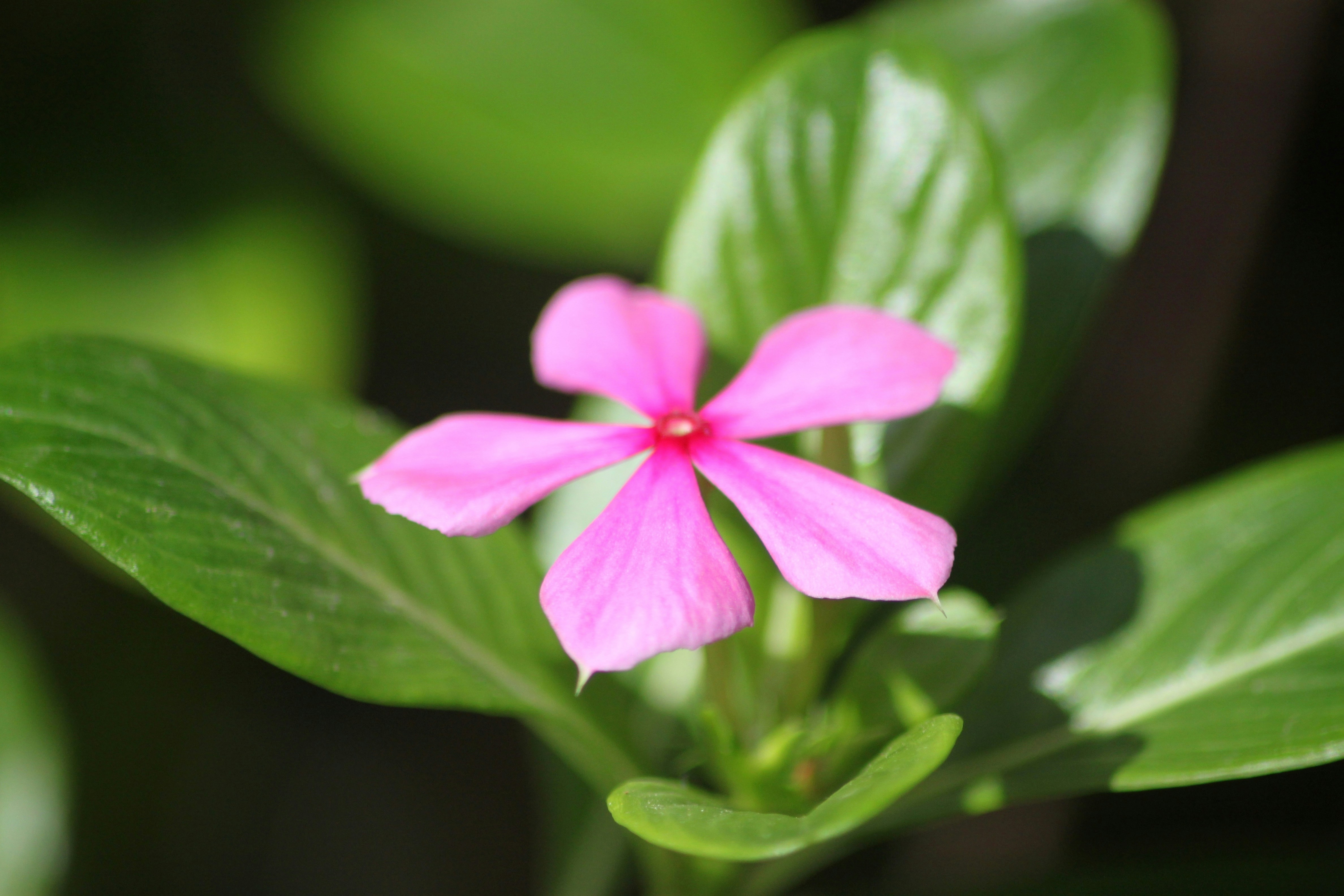 Photo by rahul_saraf