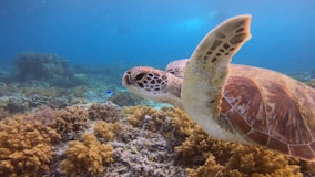 A sea turtle swimming over a coral reef