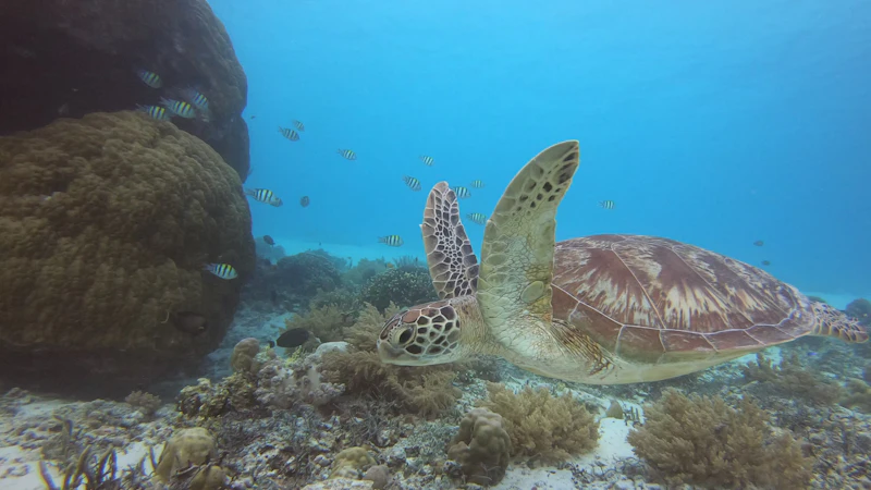 Paket tour harian Lombok satu hari