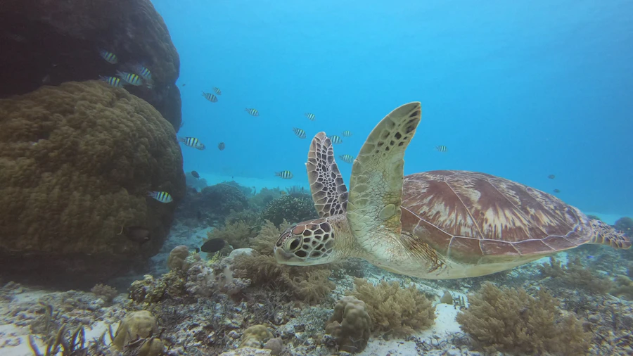 Paket Honeymoon Lombok 4 Hari 3 Malam Snorkeling 3 Gili & Tiu Kelep