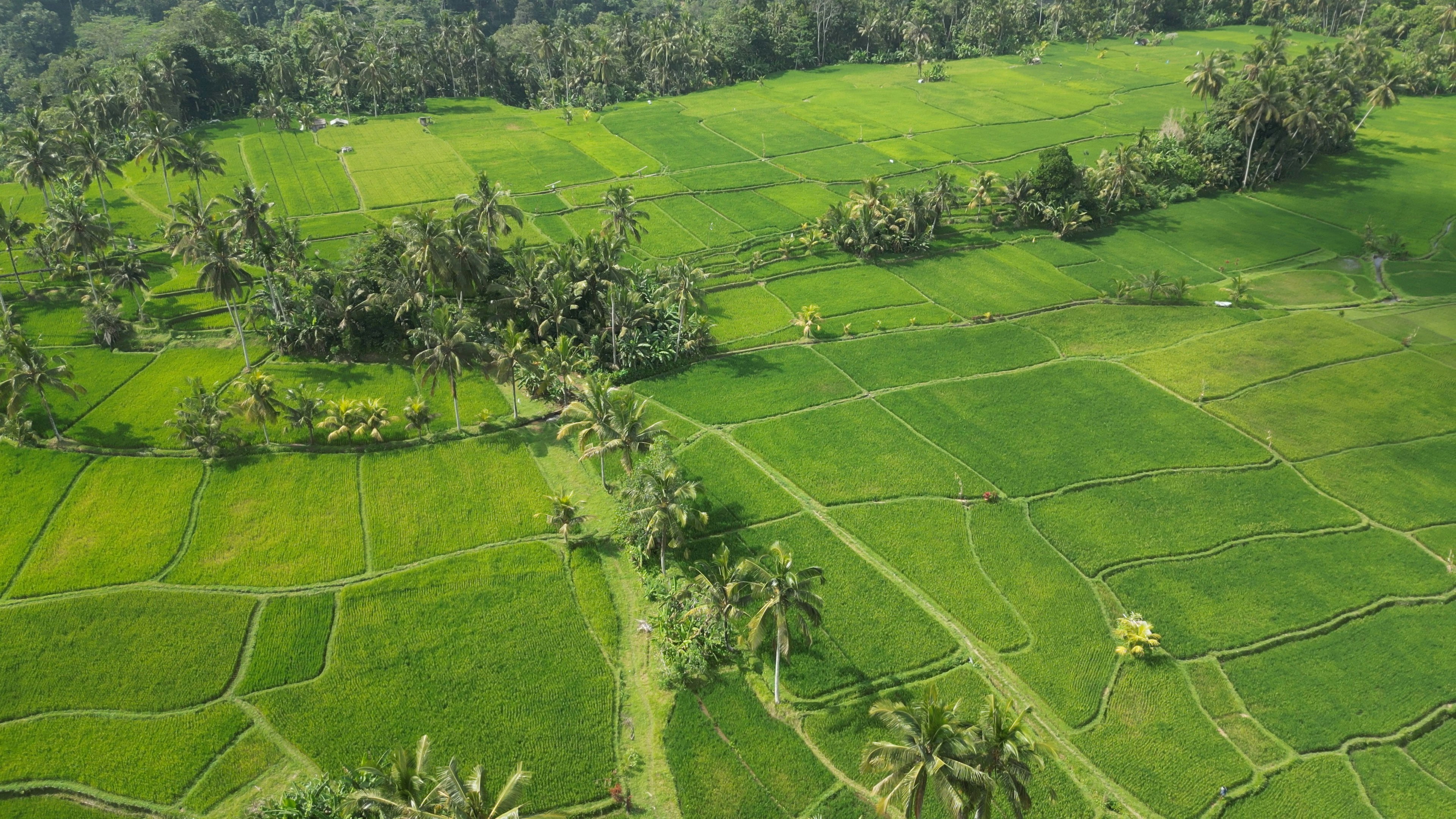 An aerial view of a lush green rice field