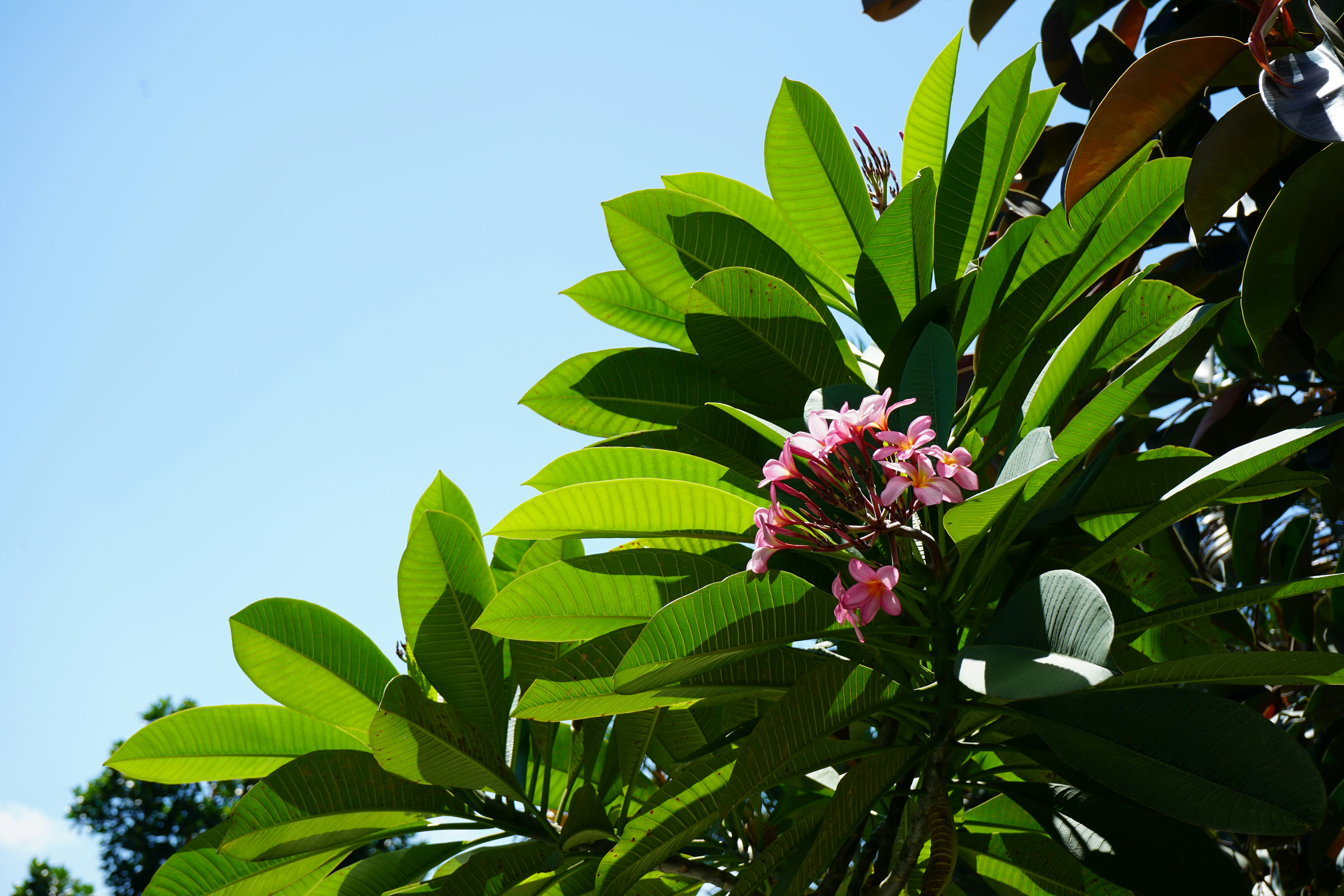 a pink flower is blooming on a tree branch