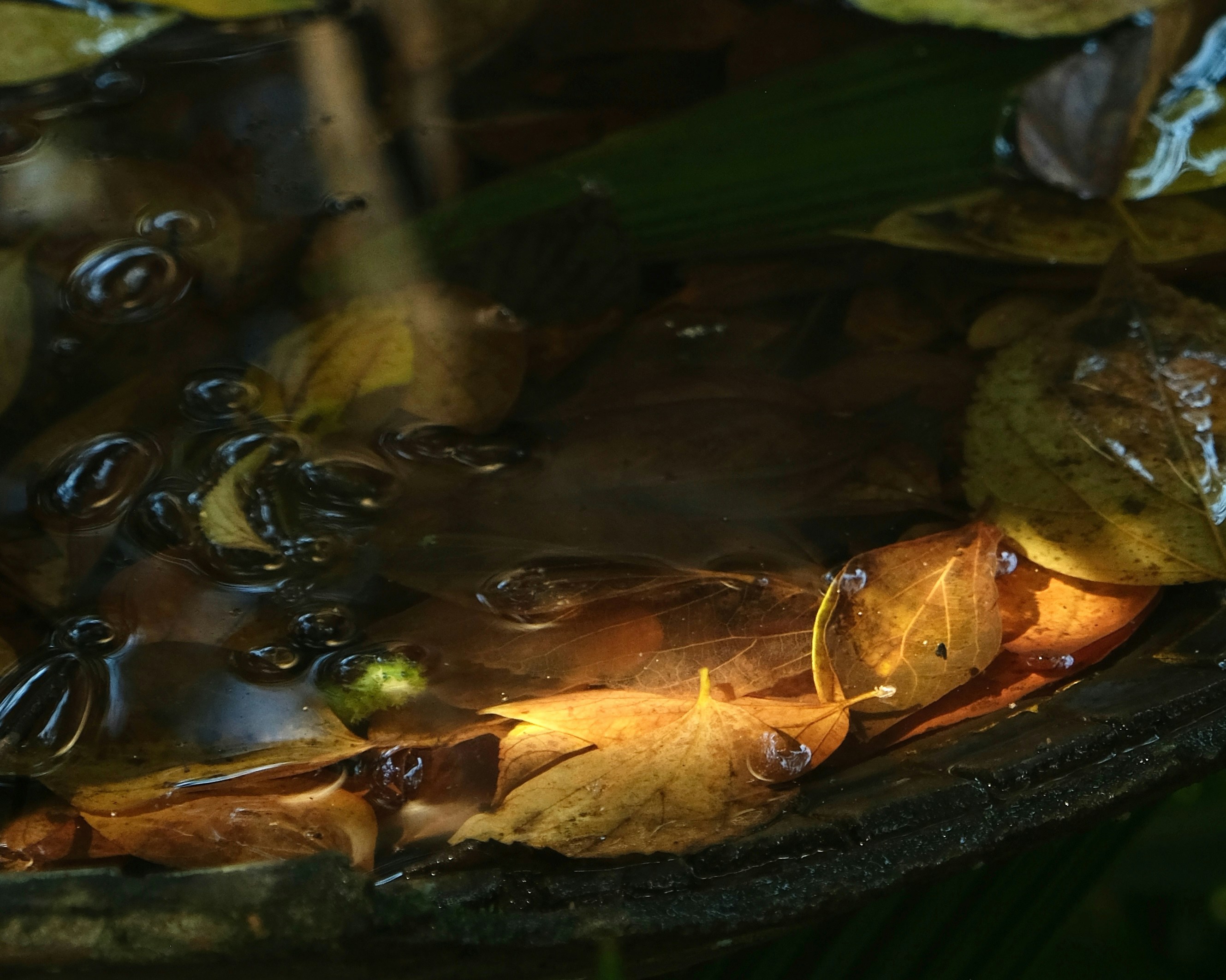 オオサンショウウオに会いに行く
