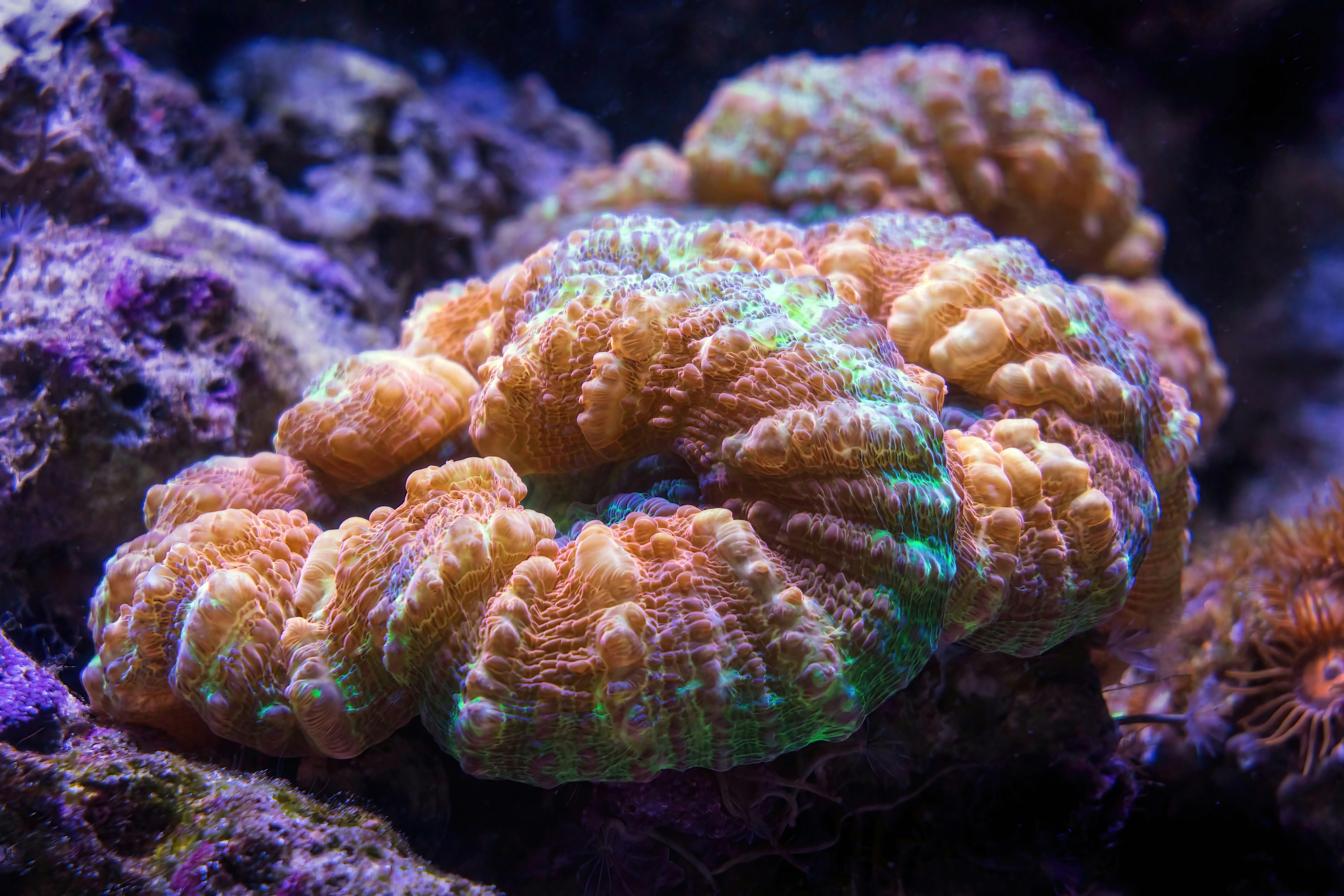 Macro photo of a coral at the Cairns Aquarium.