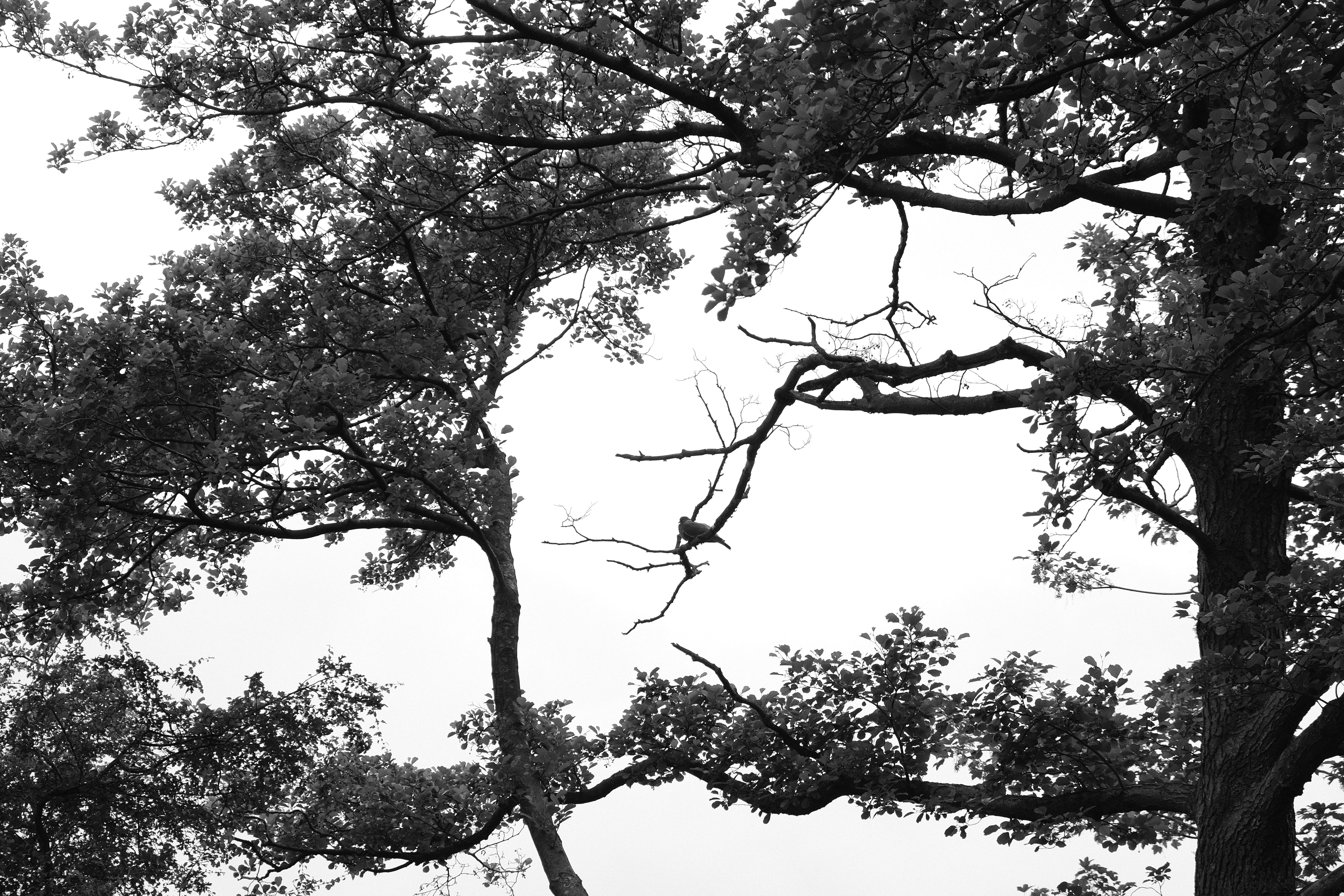 Photo by kyantijhuis