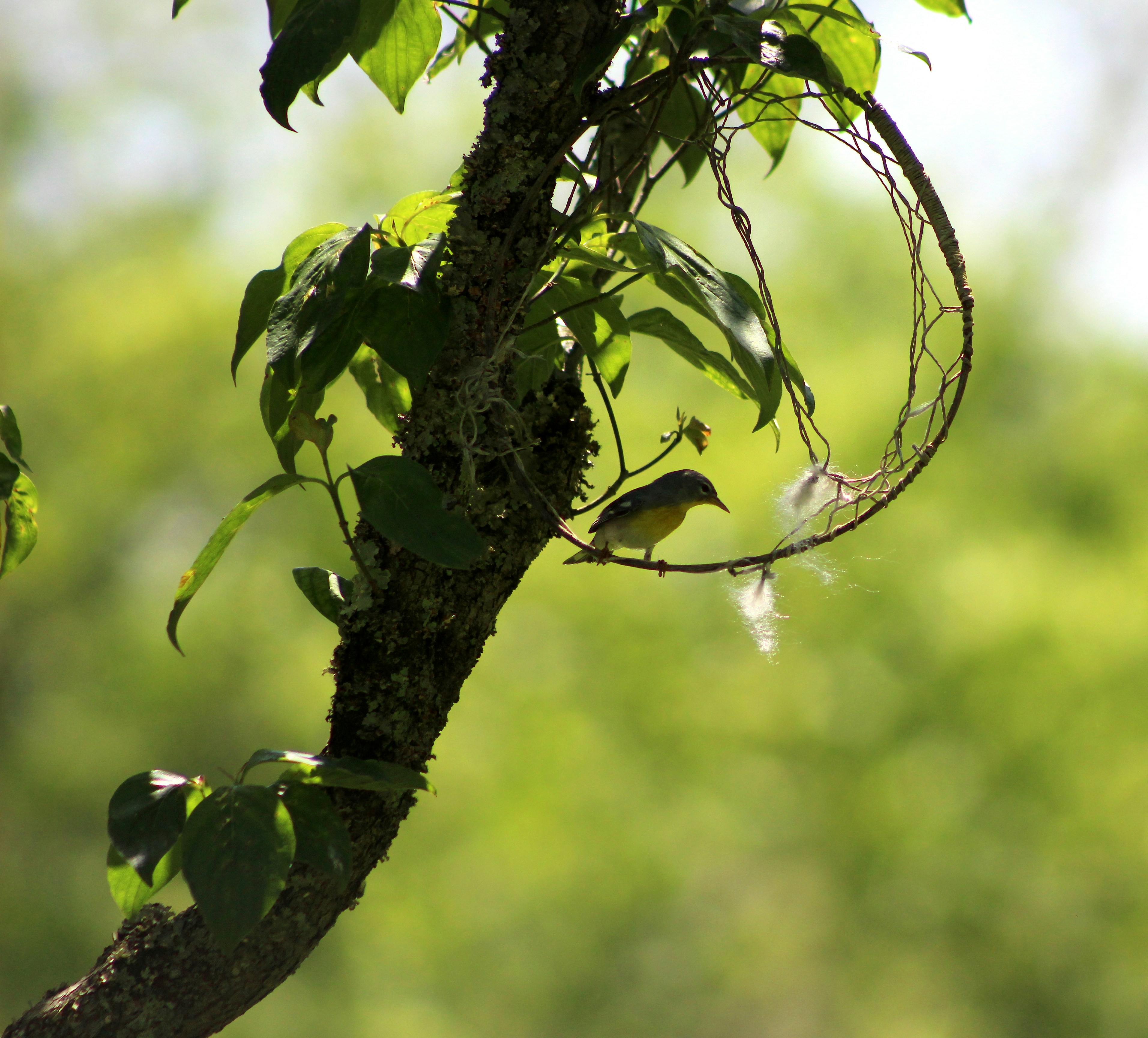 木の枝にとまる小鳥