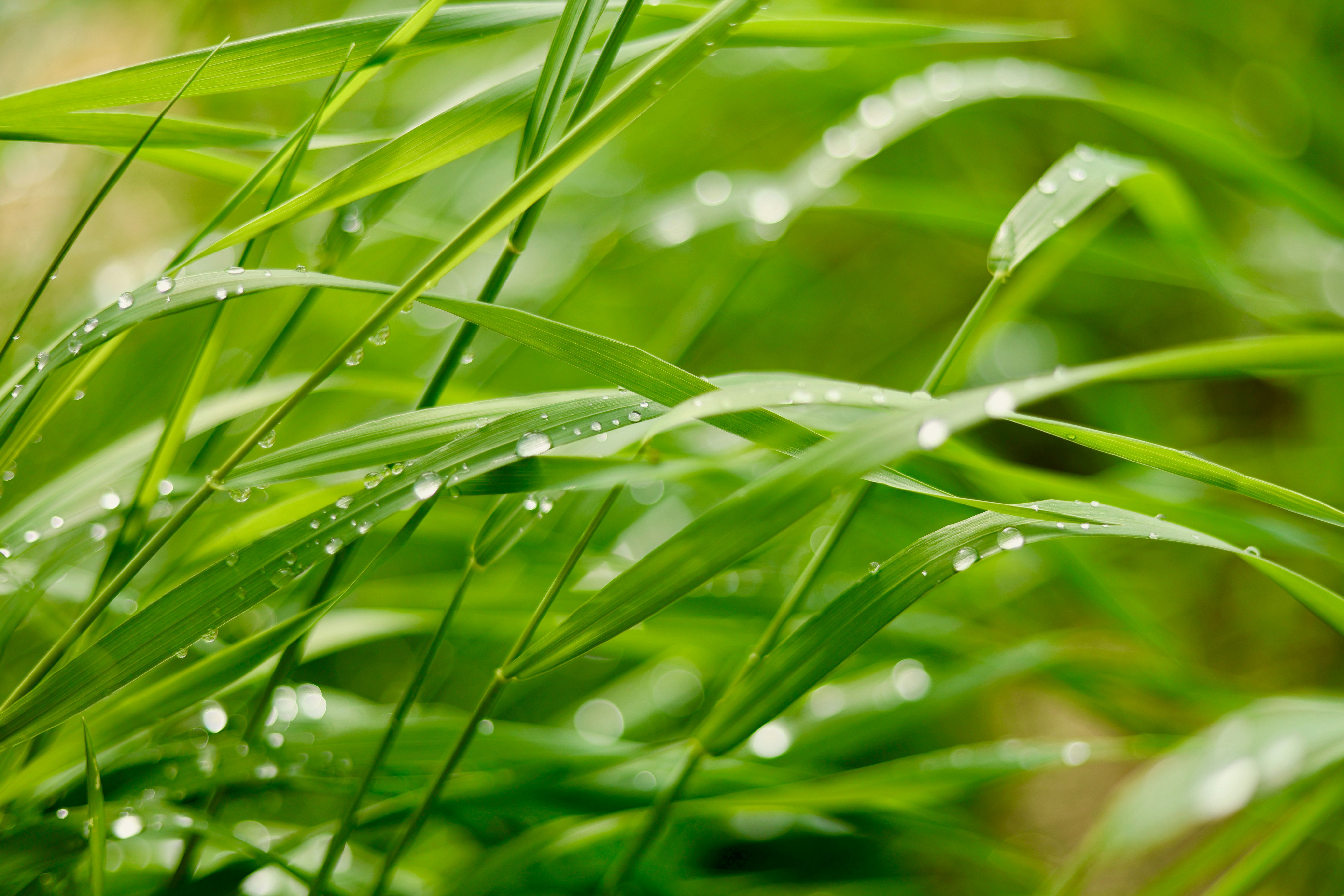 Photo by city2forest