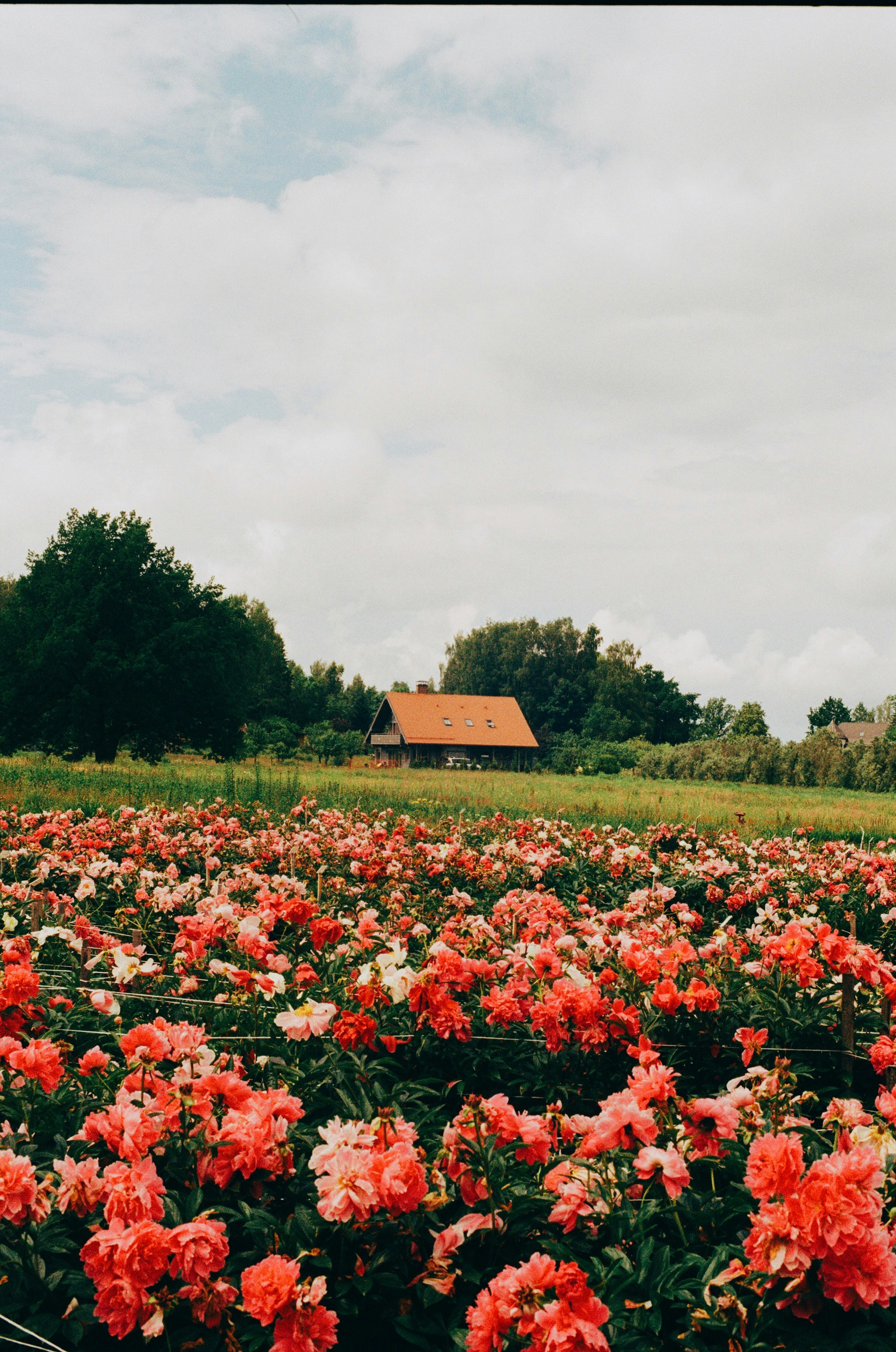 Photo by Olegs Jonins on unsplash