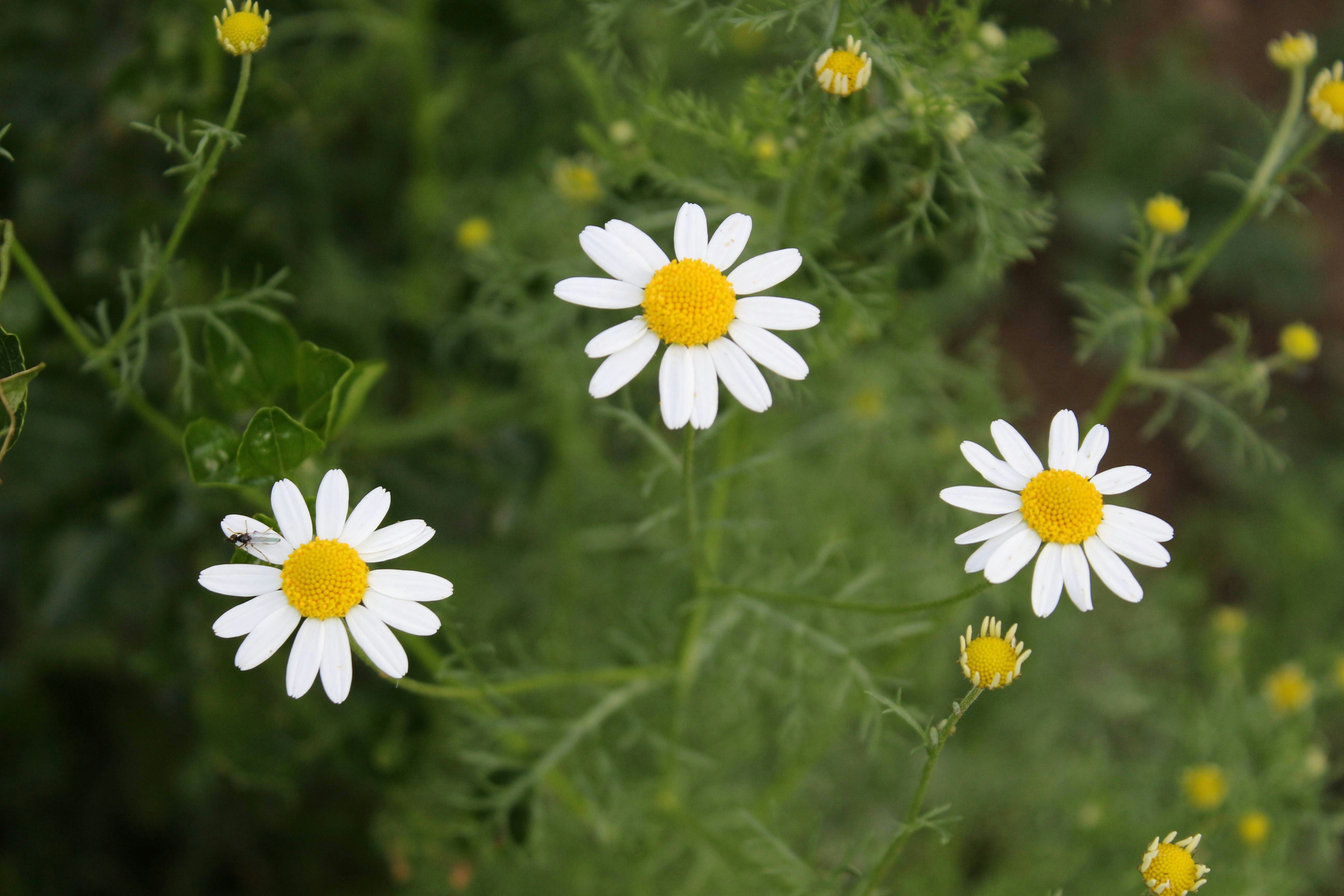 Photo by fran_taquionica