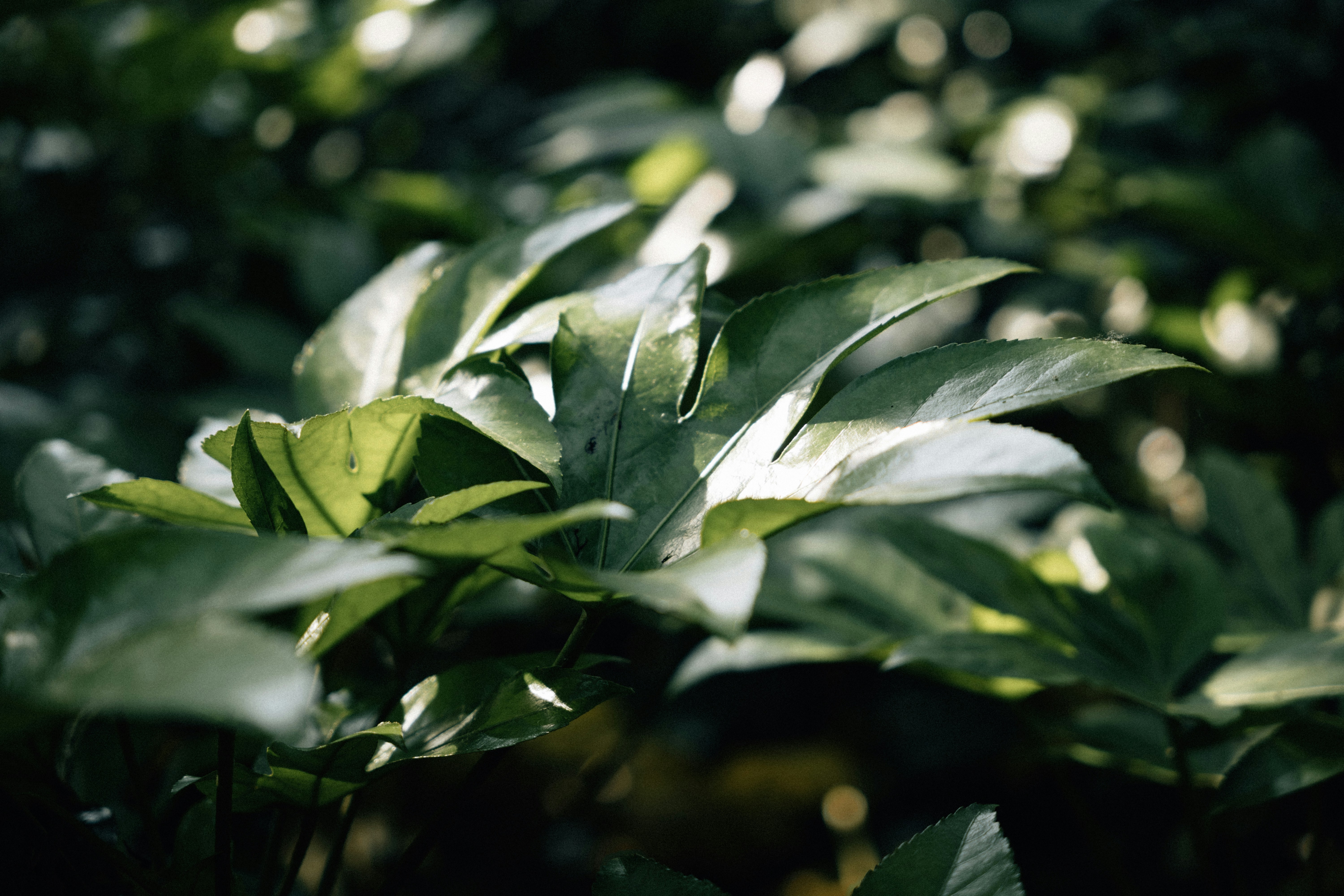 Photo by summerobelisk