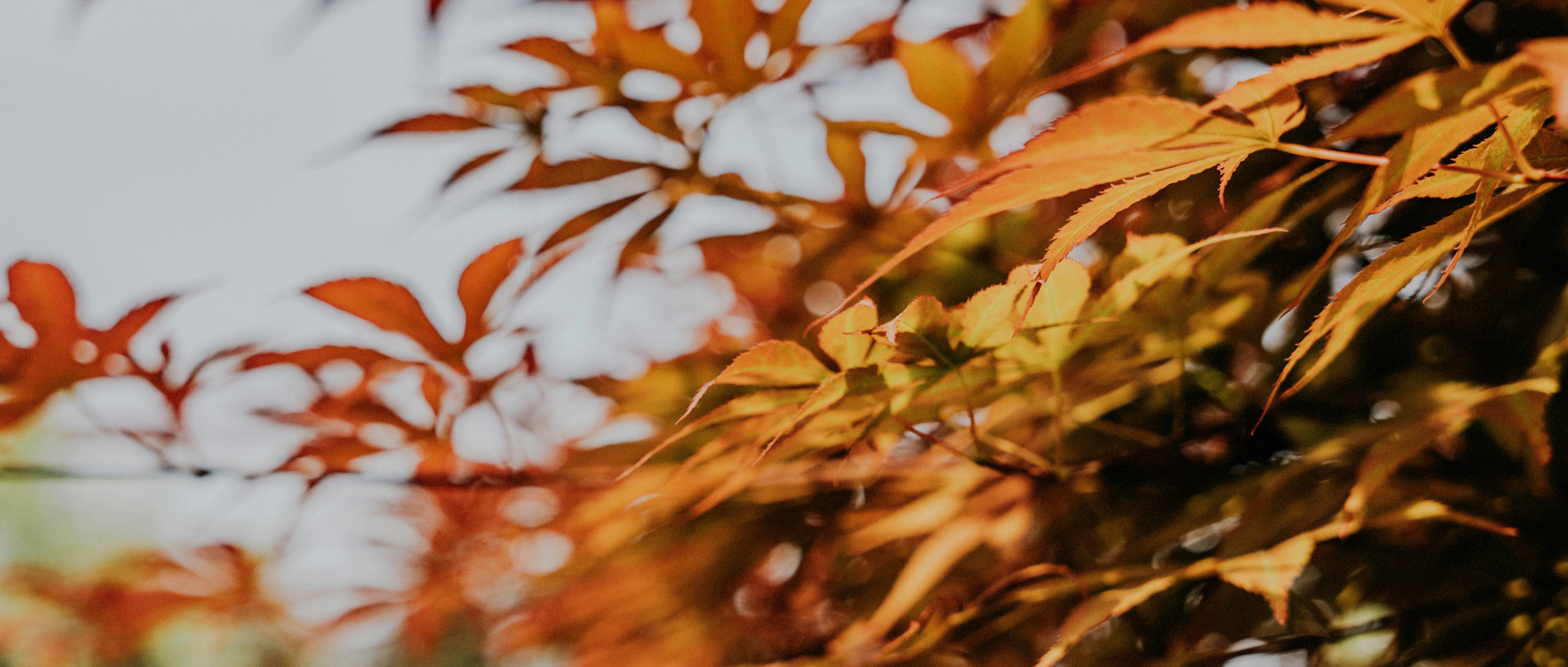 Photo by summerobelisk