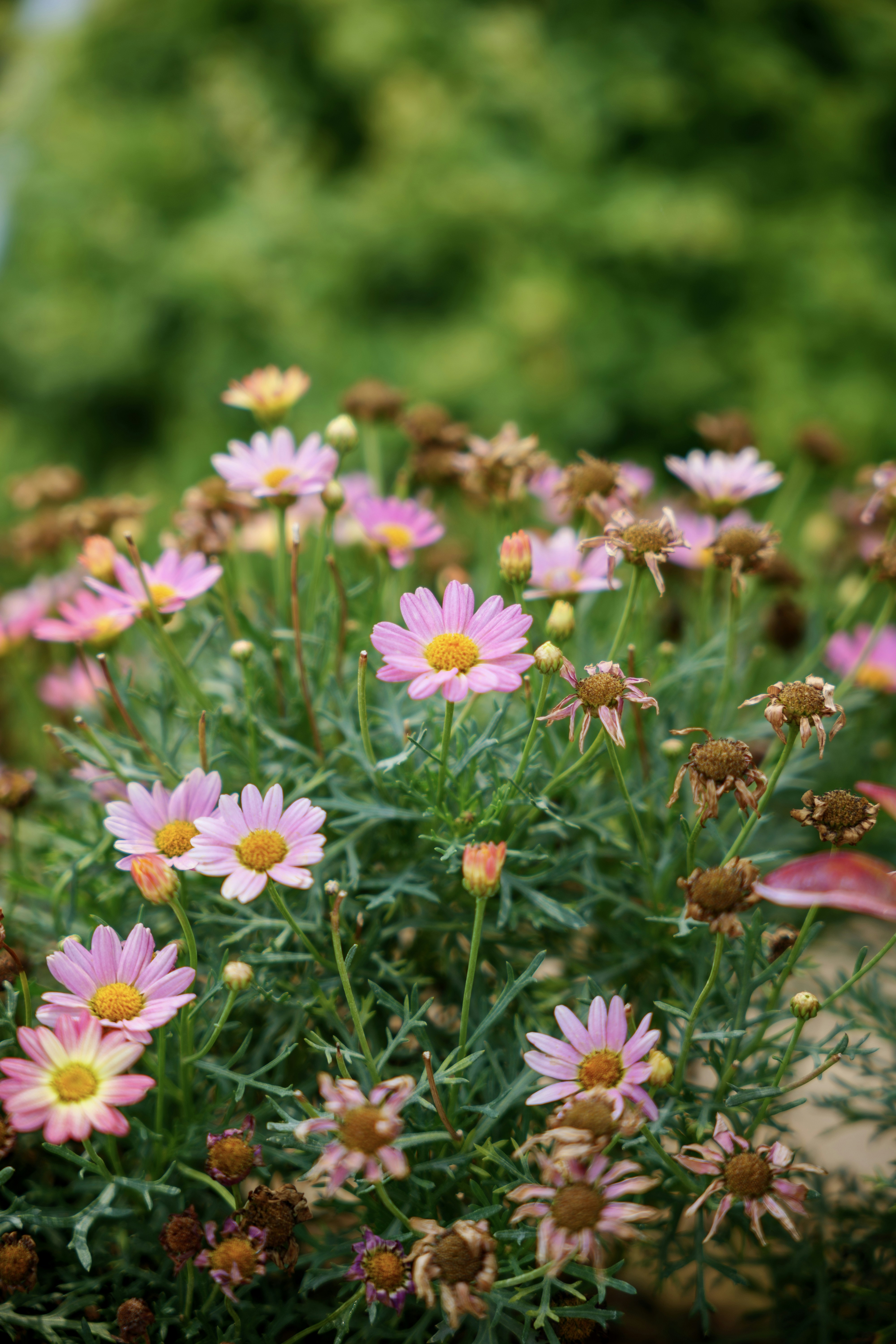 Photo by summerobelisk