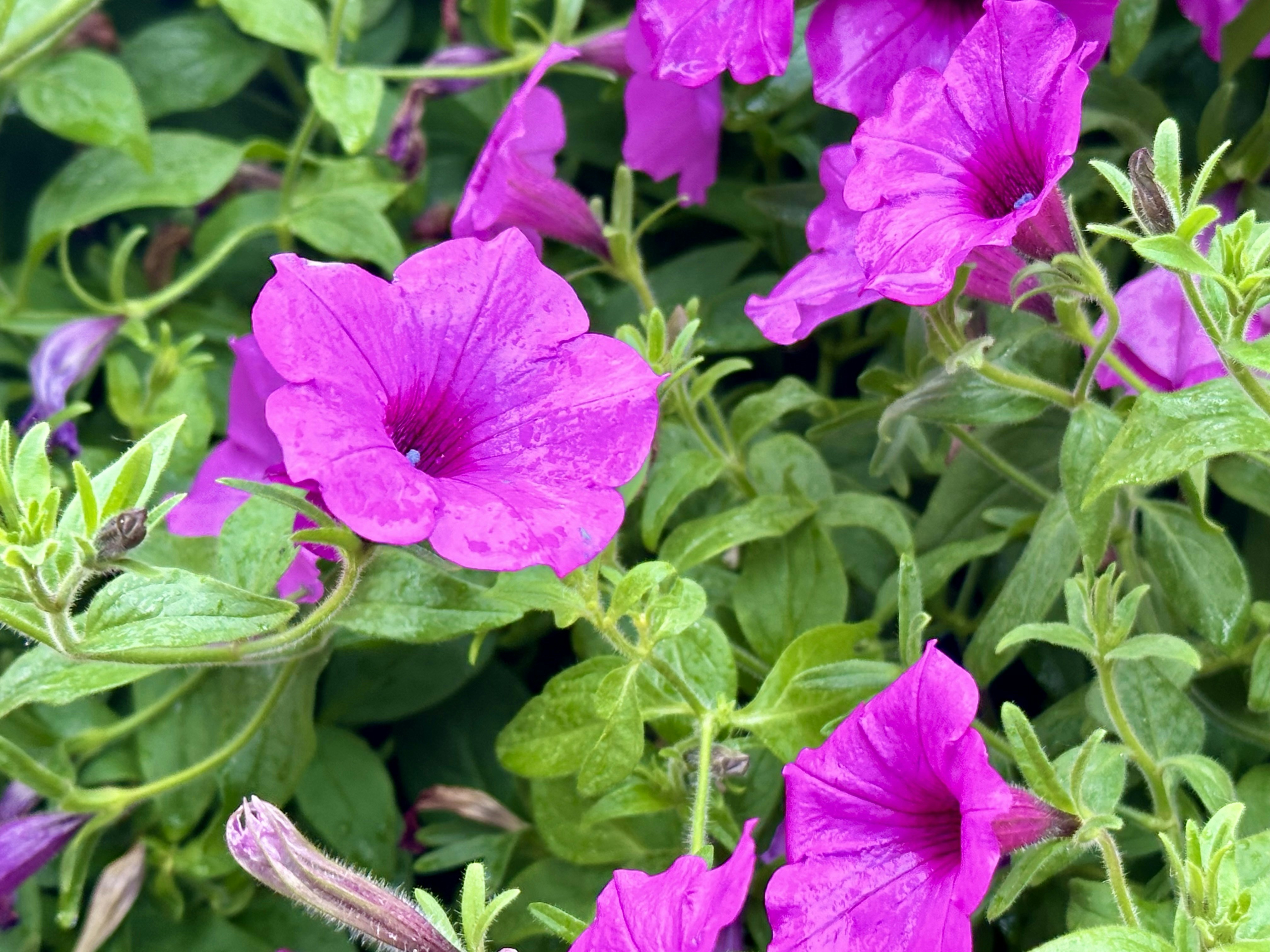 Photo by midkiffaries