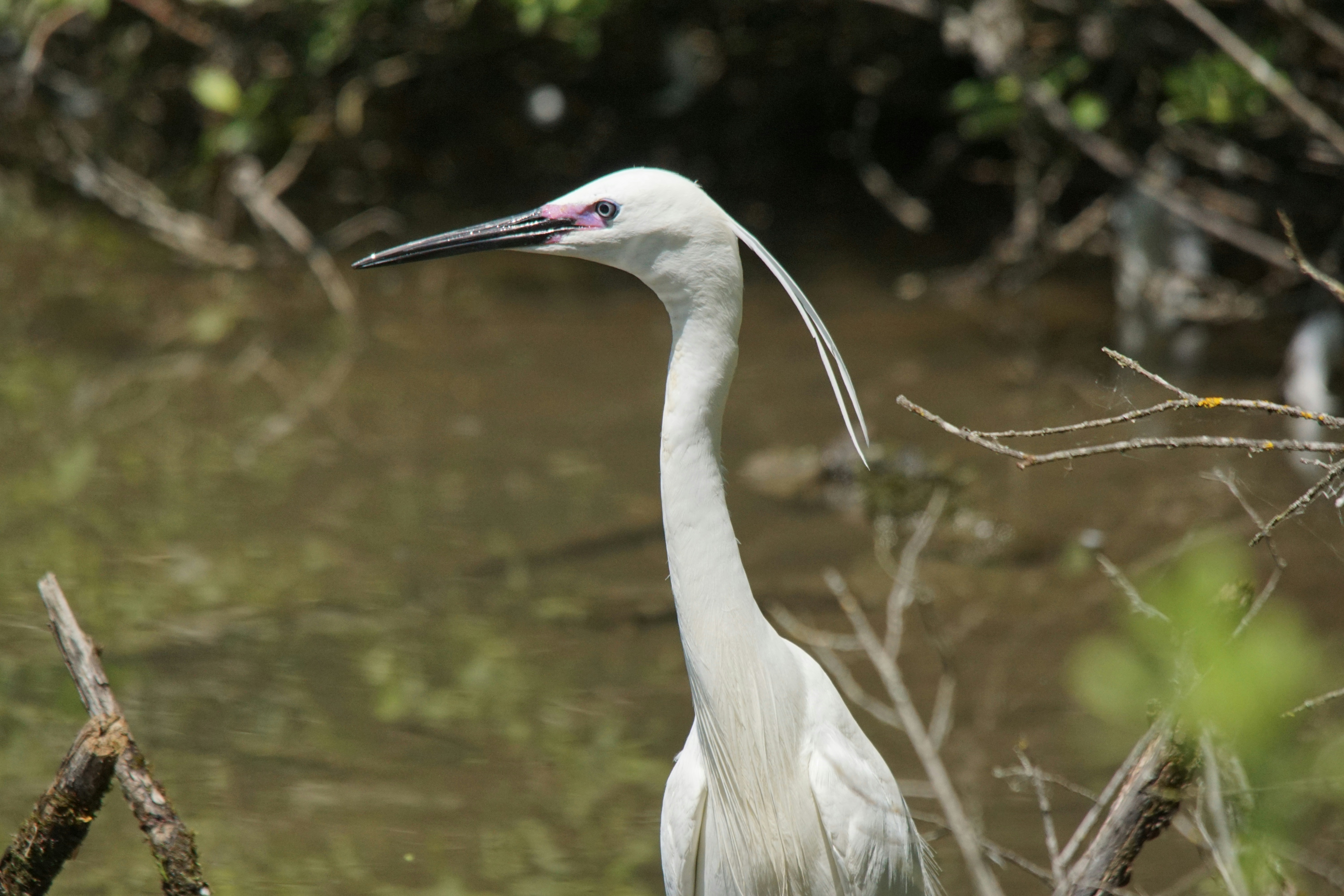 a white bird with a long neck standing in the water