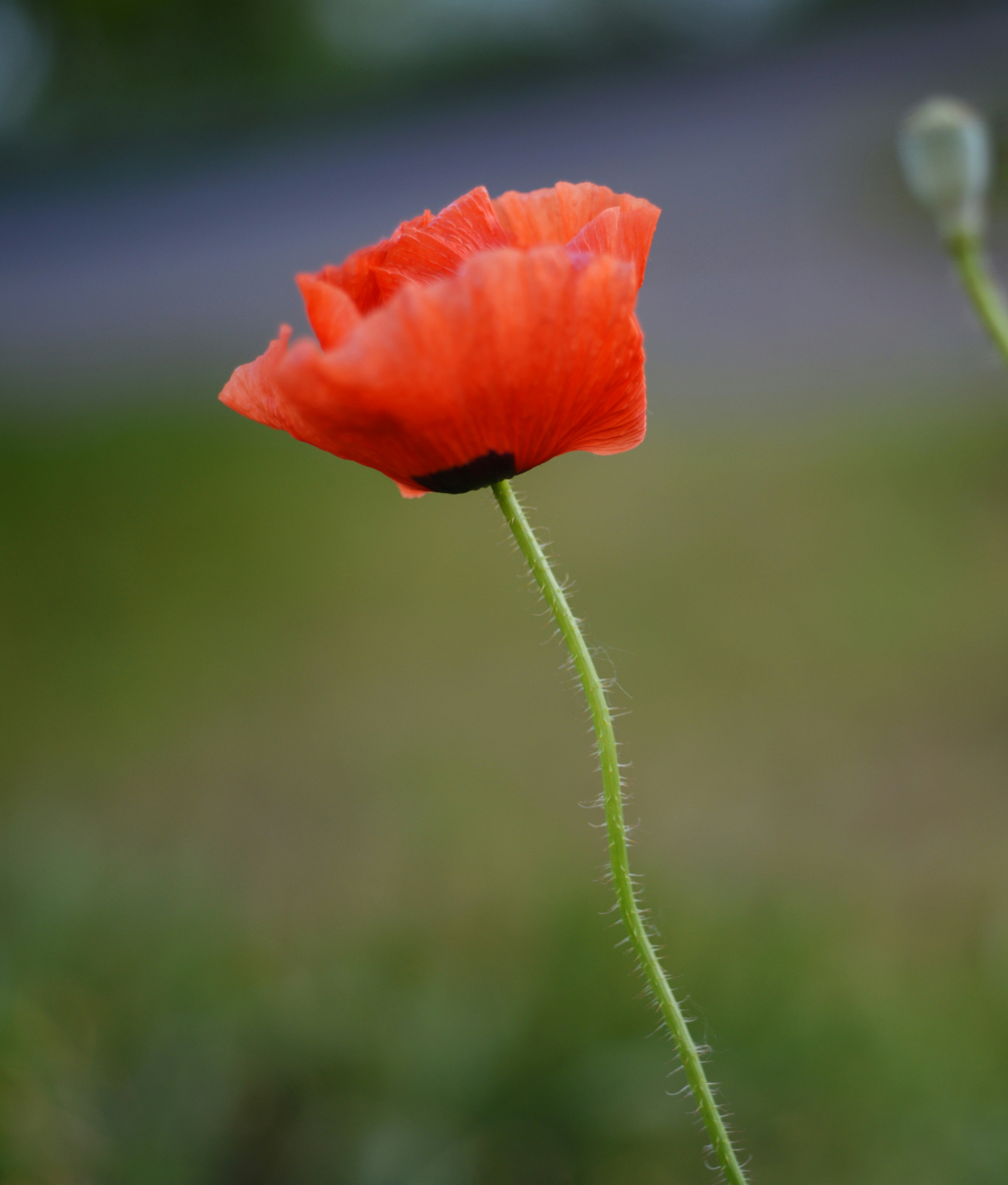 Photo by cherstve_pechivo