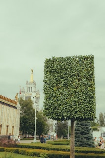 a large boxwood tree in the middle of a park
