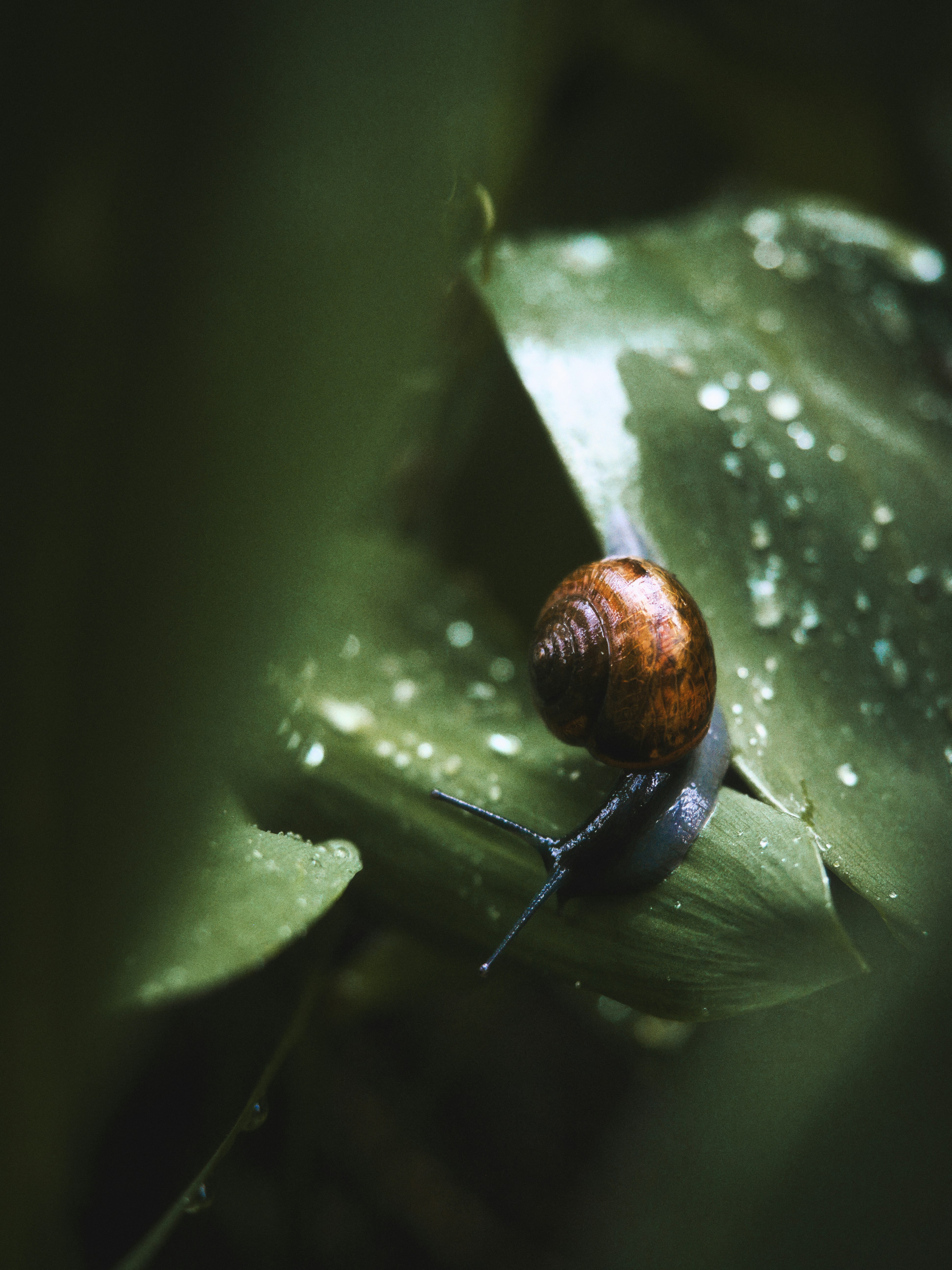 a snail sitting on top of a green leaf