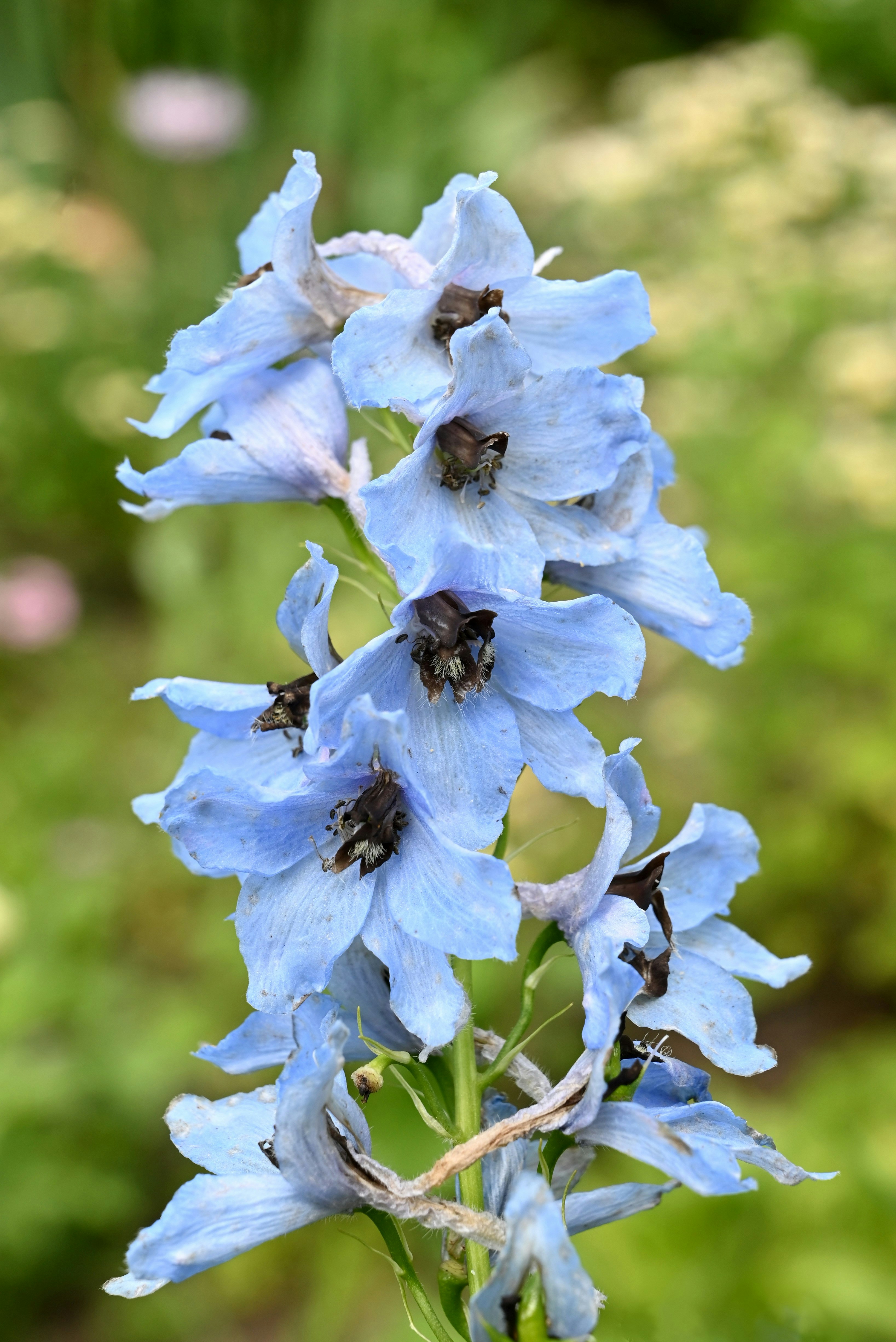 Eine Nahaufnahme einer blauen Blume mit verschwommenem Hintergrund
