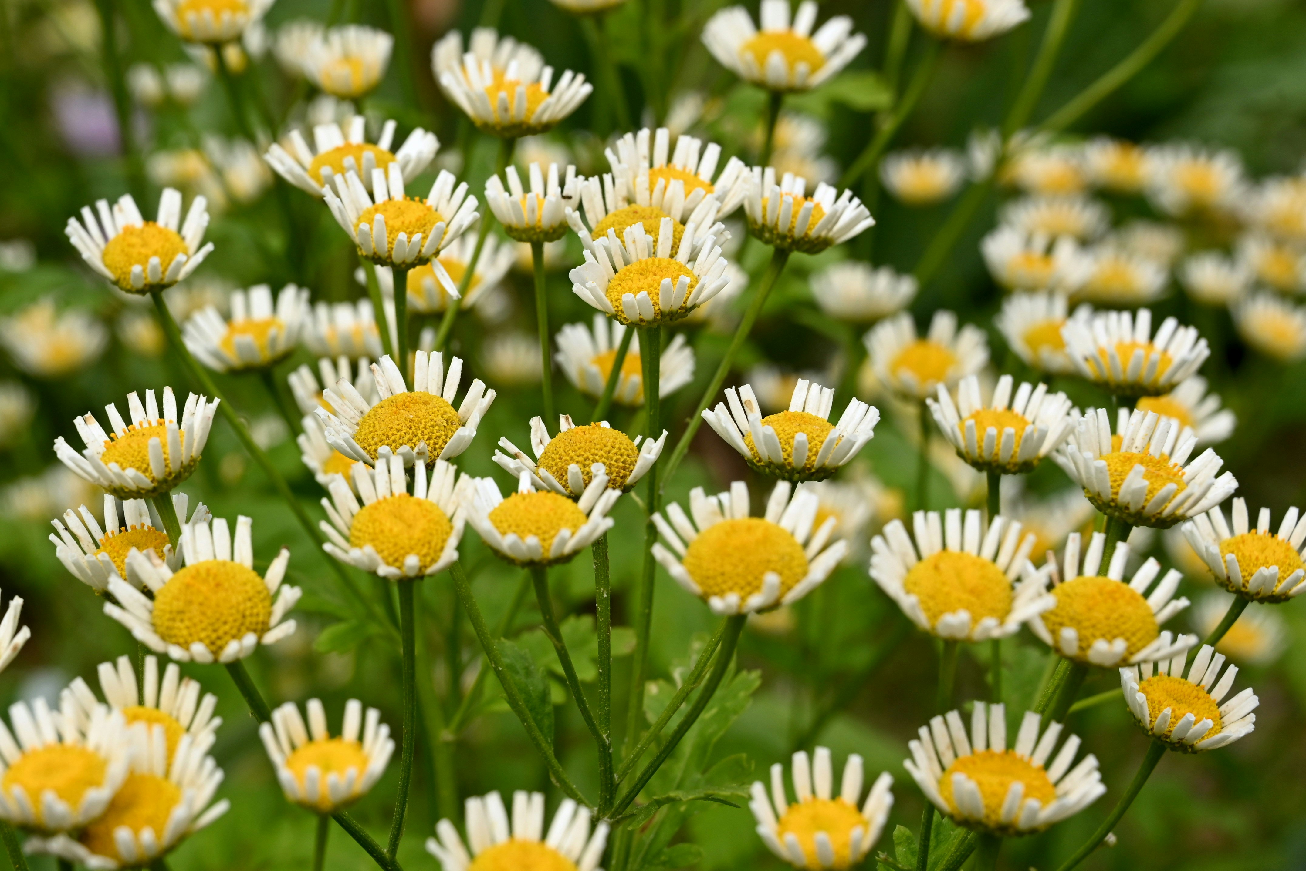 ein Strauß weißer und gelber Blumen auf einem Feld
